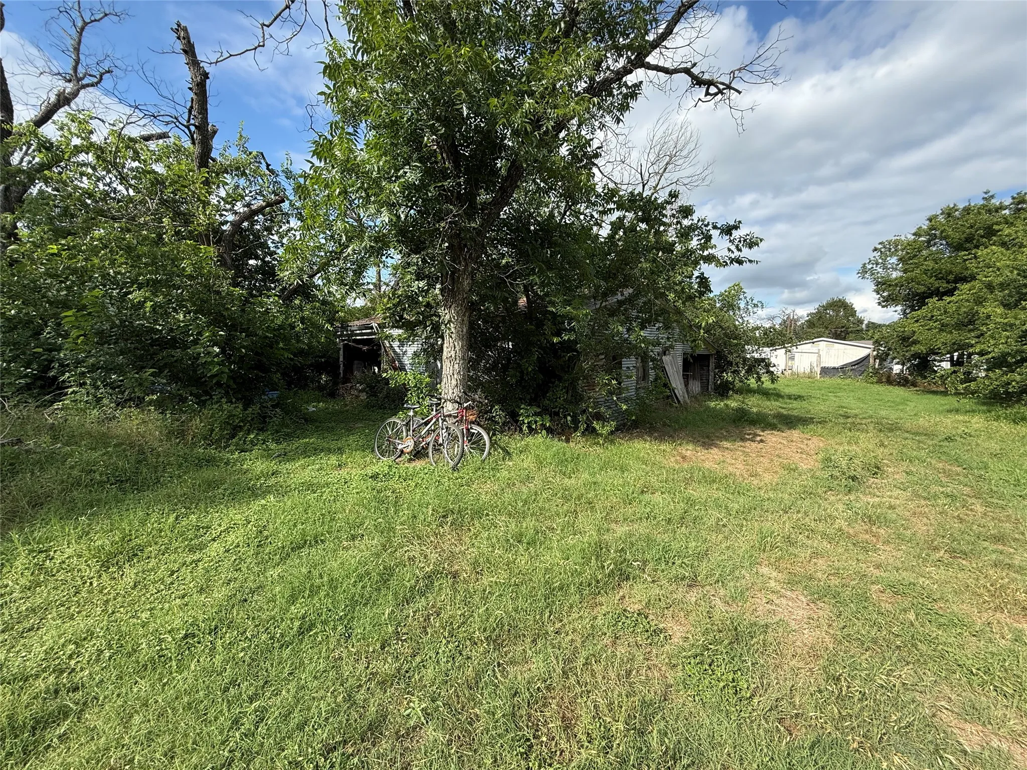 Expansive grassy lot with mature trees and dense perimeter foliage