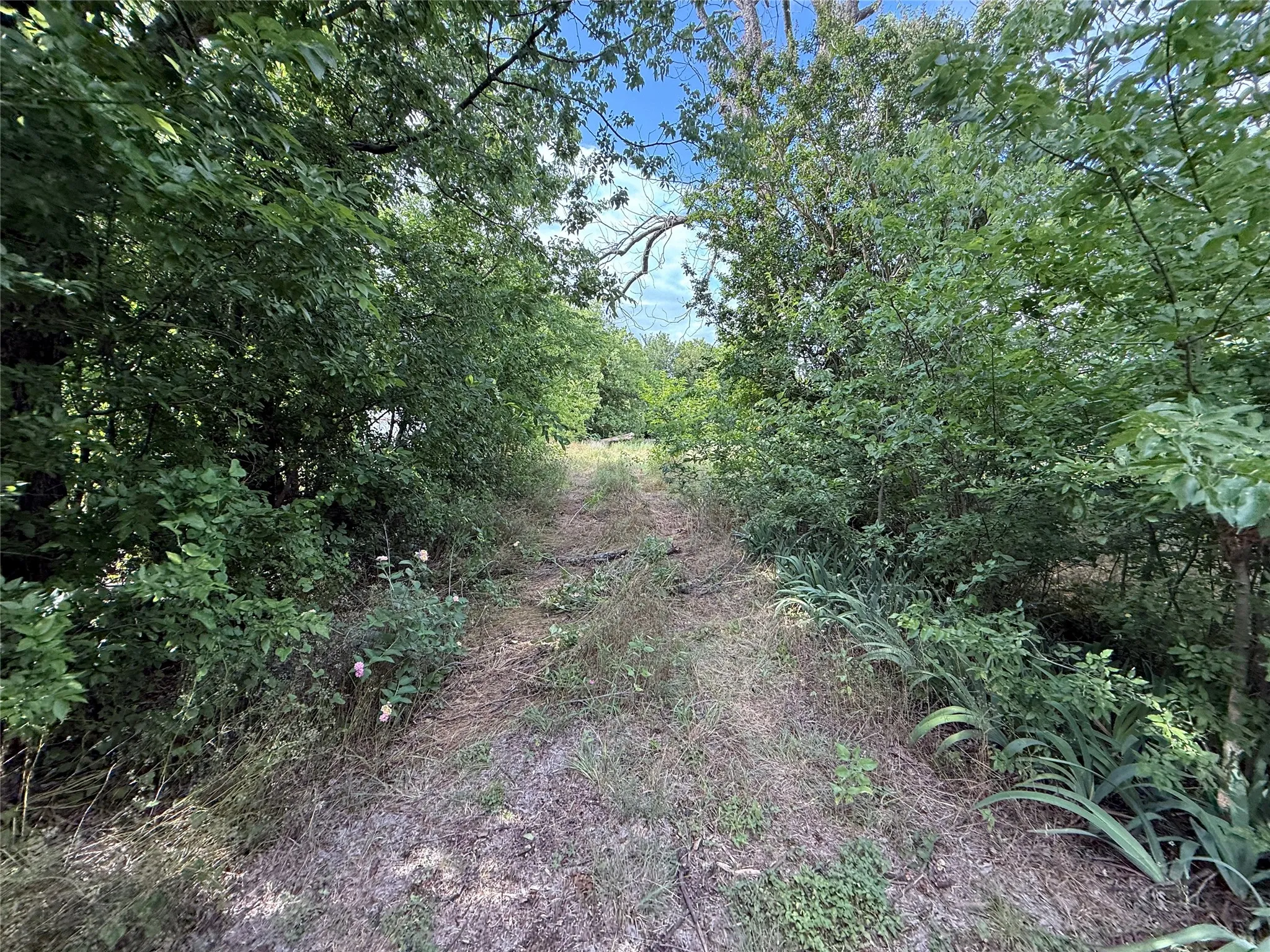 Wooded acreage with a cleared path surrounded by mature trees and natural vegetation