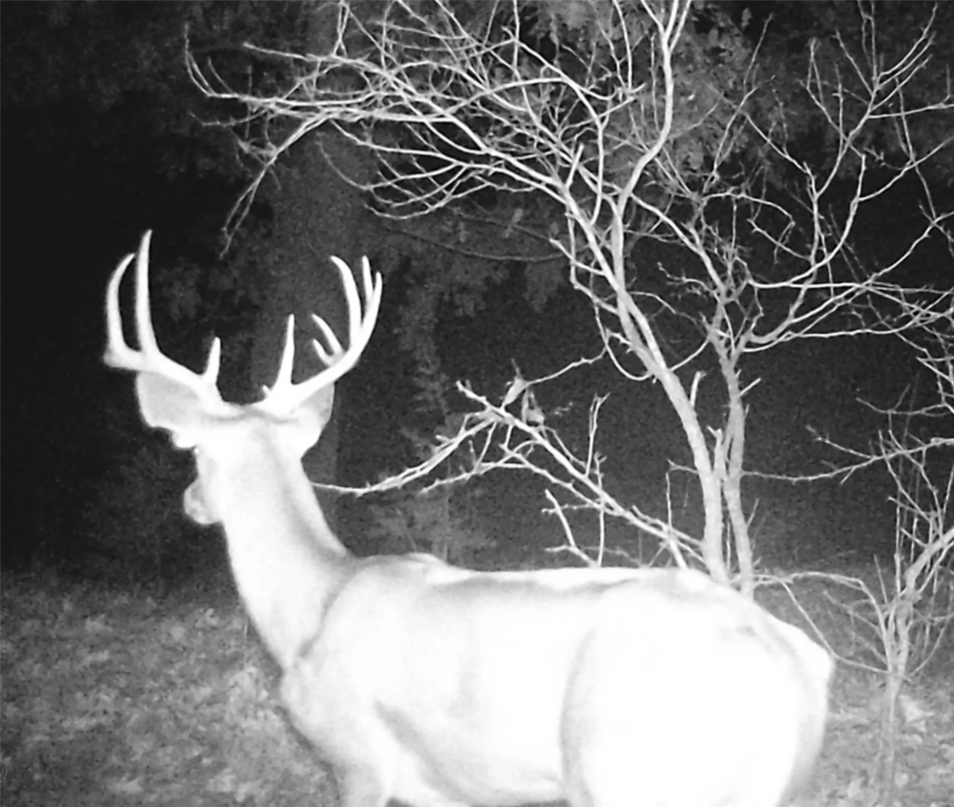 Abundance of deer and other wildlife on the property.