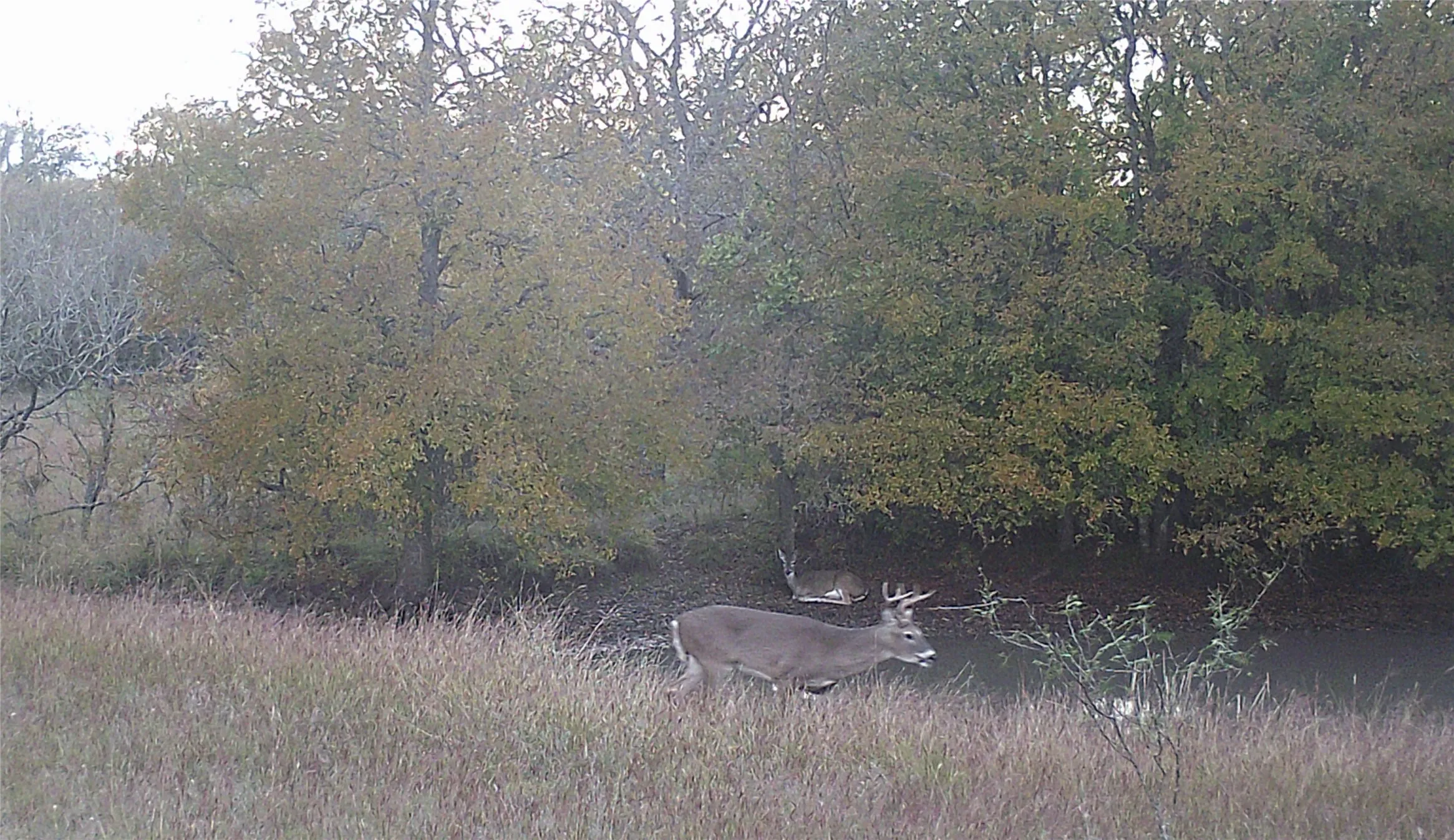 Abundance of deer and other wildlife on the property.