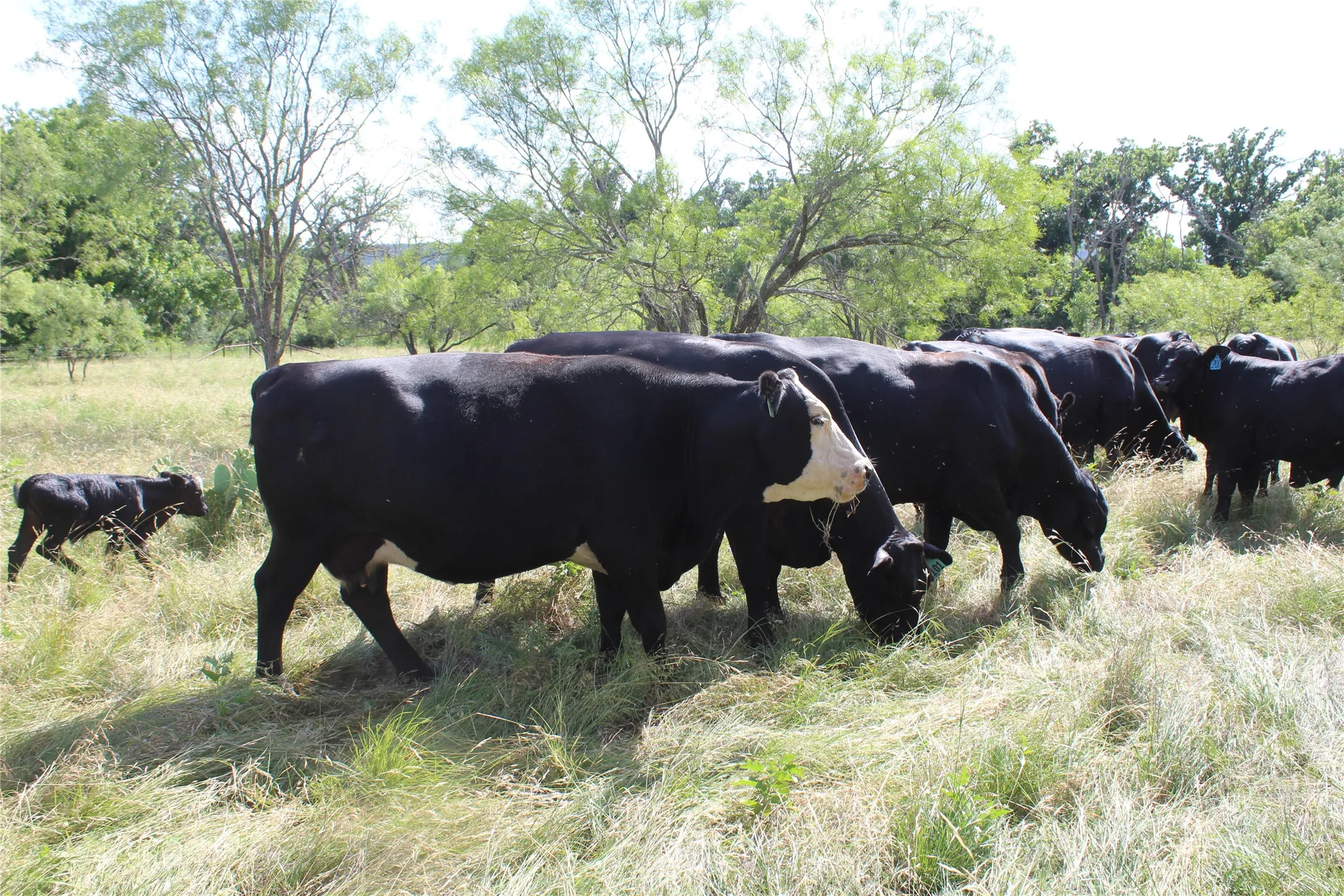 Farm For Sale in Hamilton County , 1690 County Road 530, Evant, Texas 76525, 3 Bedroom, 2 Bathroom, 2 Garage spaces, 1,216 Sqft, built in 1998, mls#21282750, Real Estate Agent in Evant, Homes For Sale in Hamilton county, Homes For Sale in Evant, Realtor in Evant Texas, Real Estate Brokerage Independent Realty Texas, Luminita Cordes Realtor