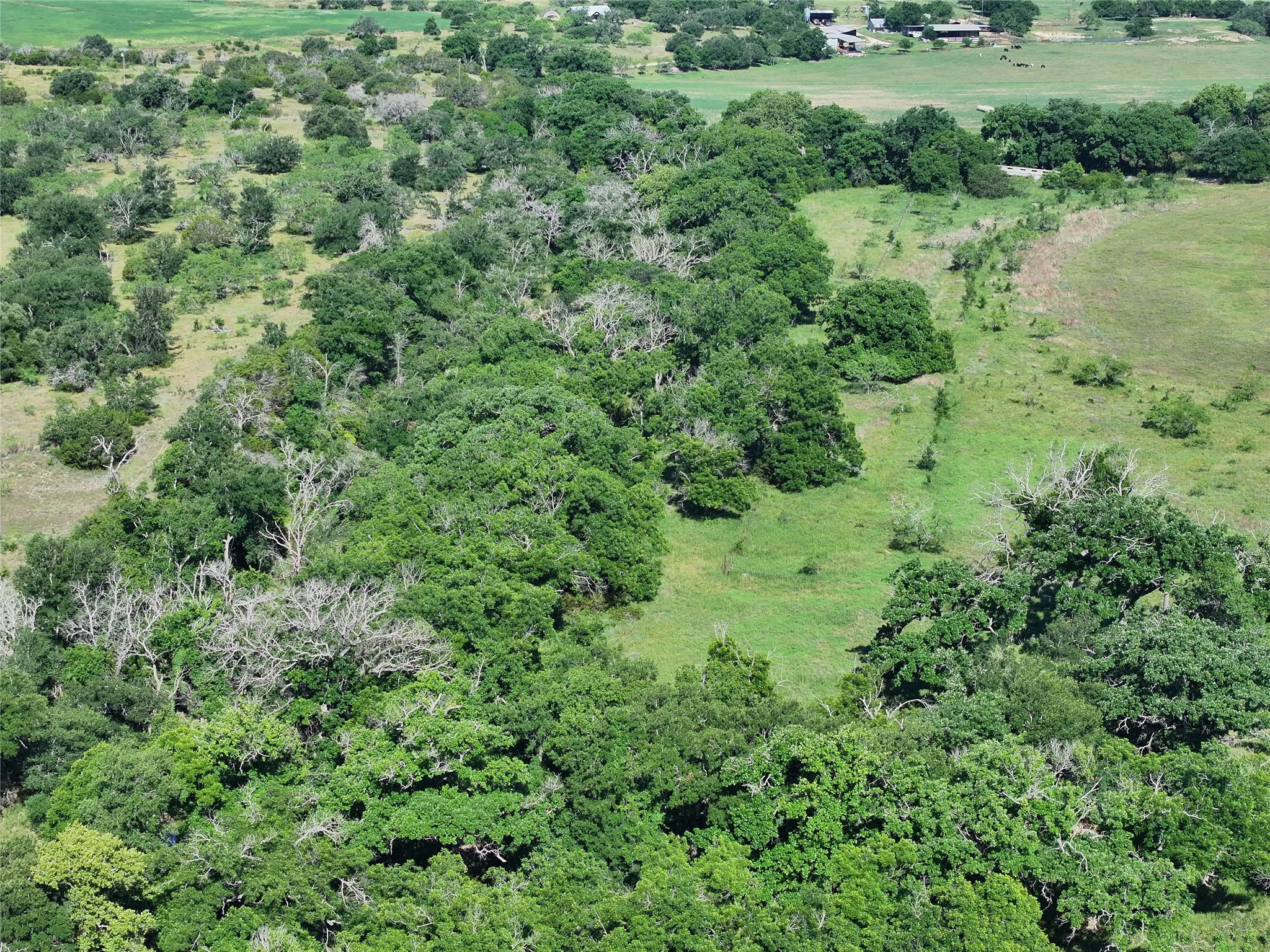 Expansive acreage featuring abundant mature trees and open grassy areas