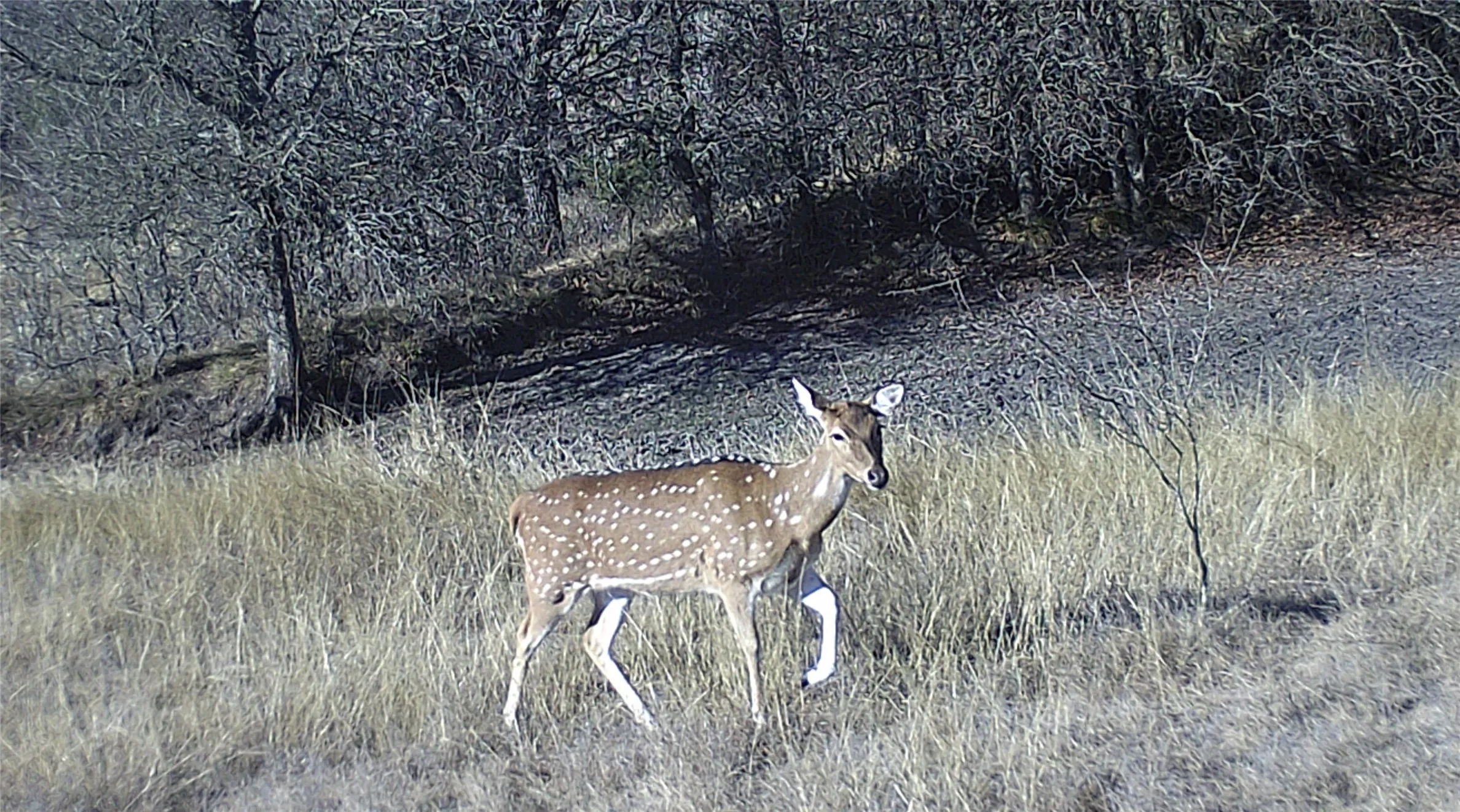Abundance of deer and other wildlife on the property.