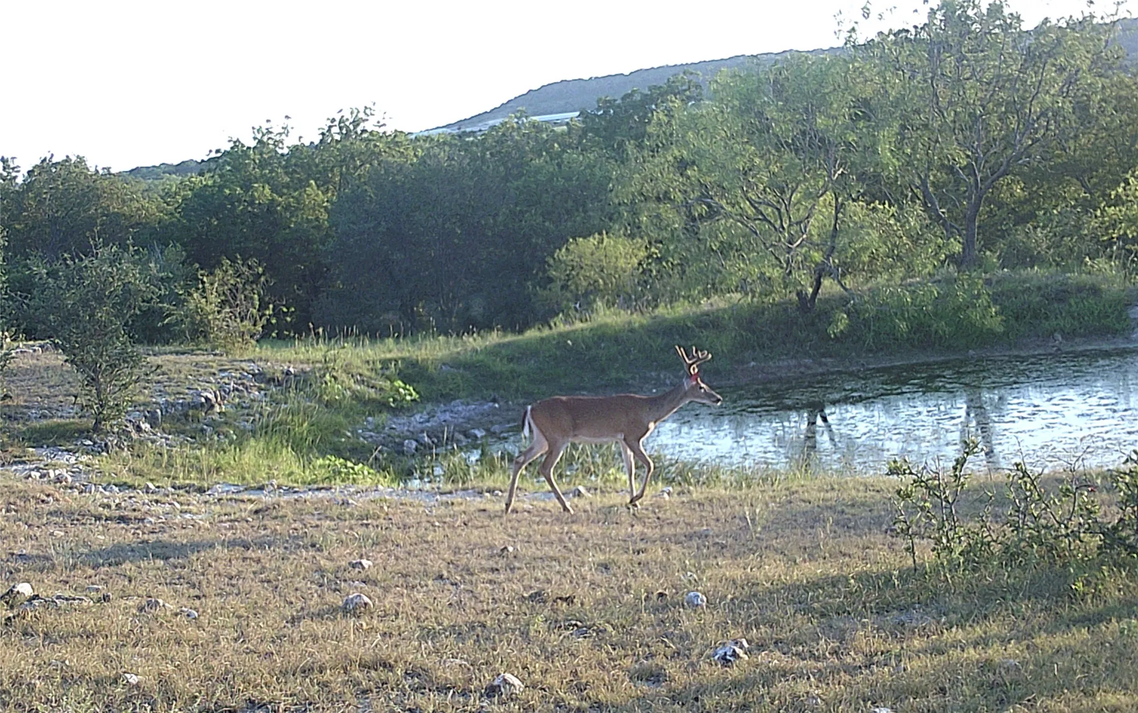 Abundance of deer and other wildlife on the property.