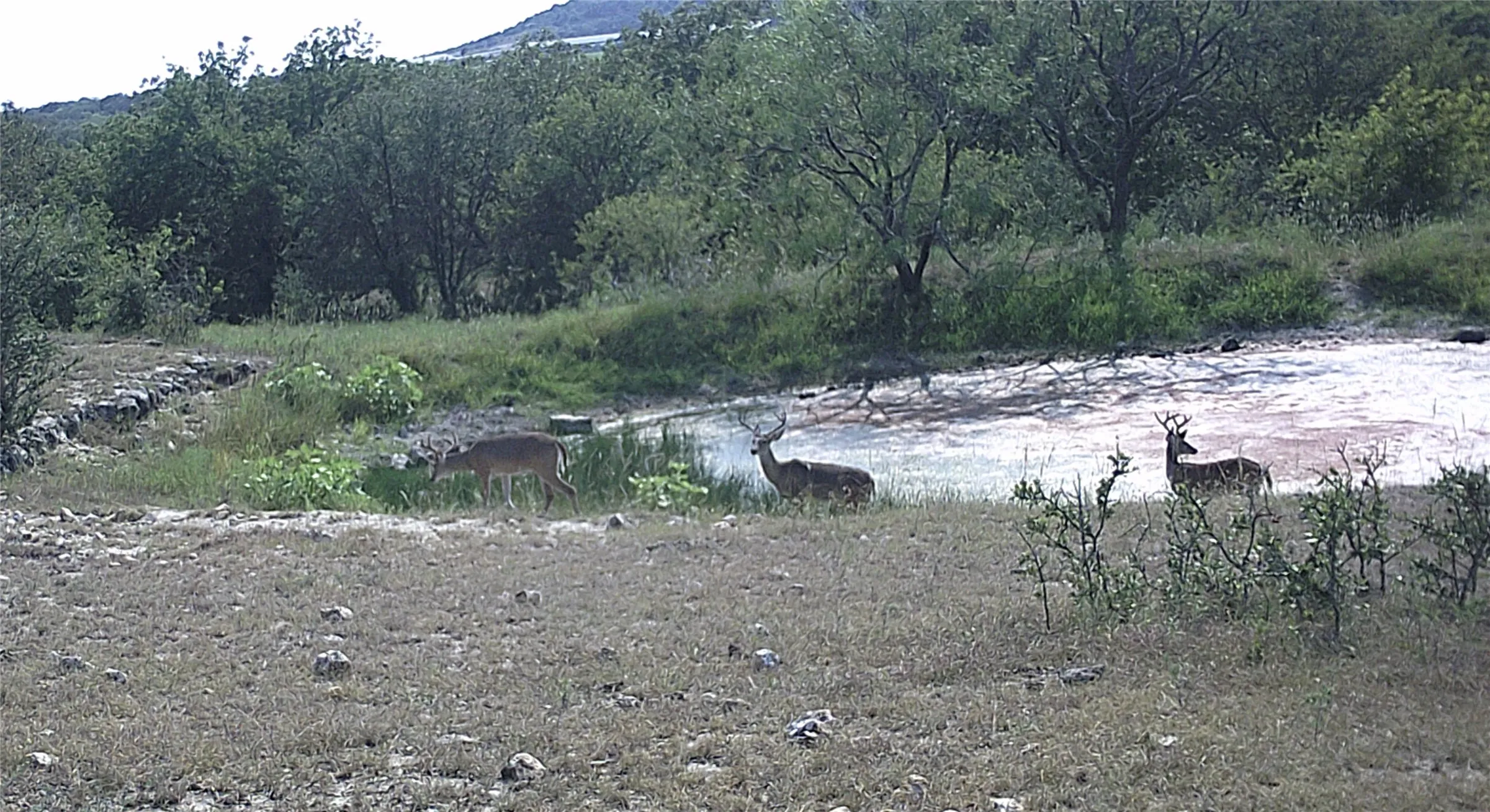 Abundance of deer and other wildlife on the property.