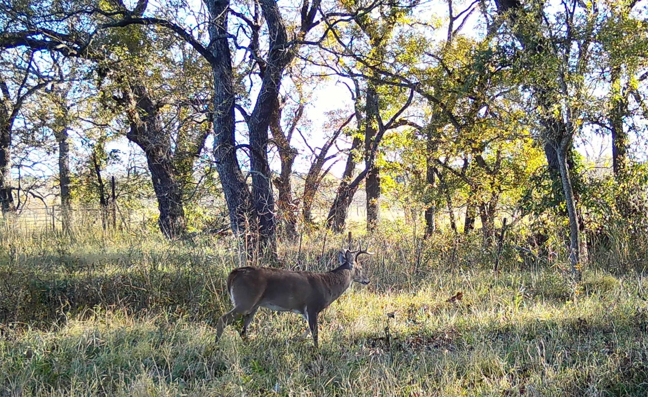 Abundance of deer and other wildlife on the property.