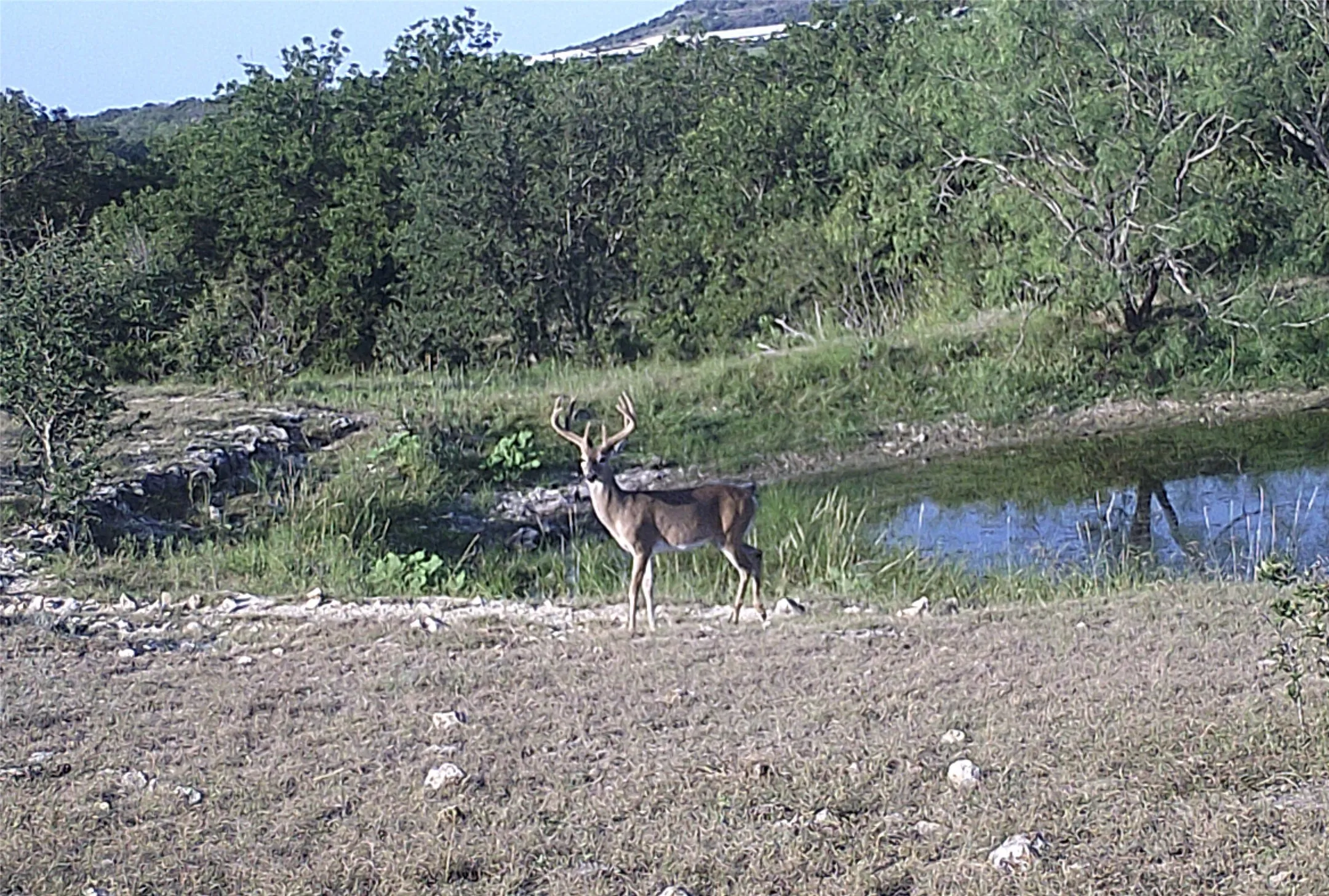 Abundance of deer and other wildlife on the property.