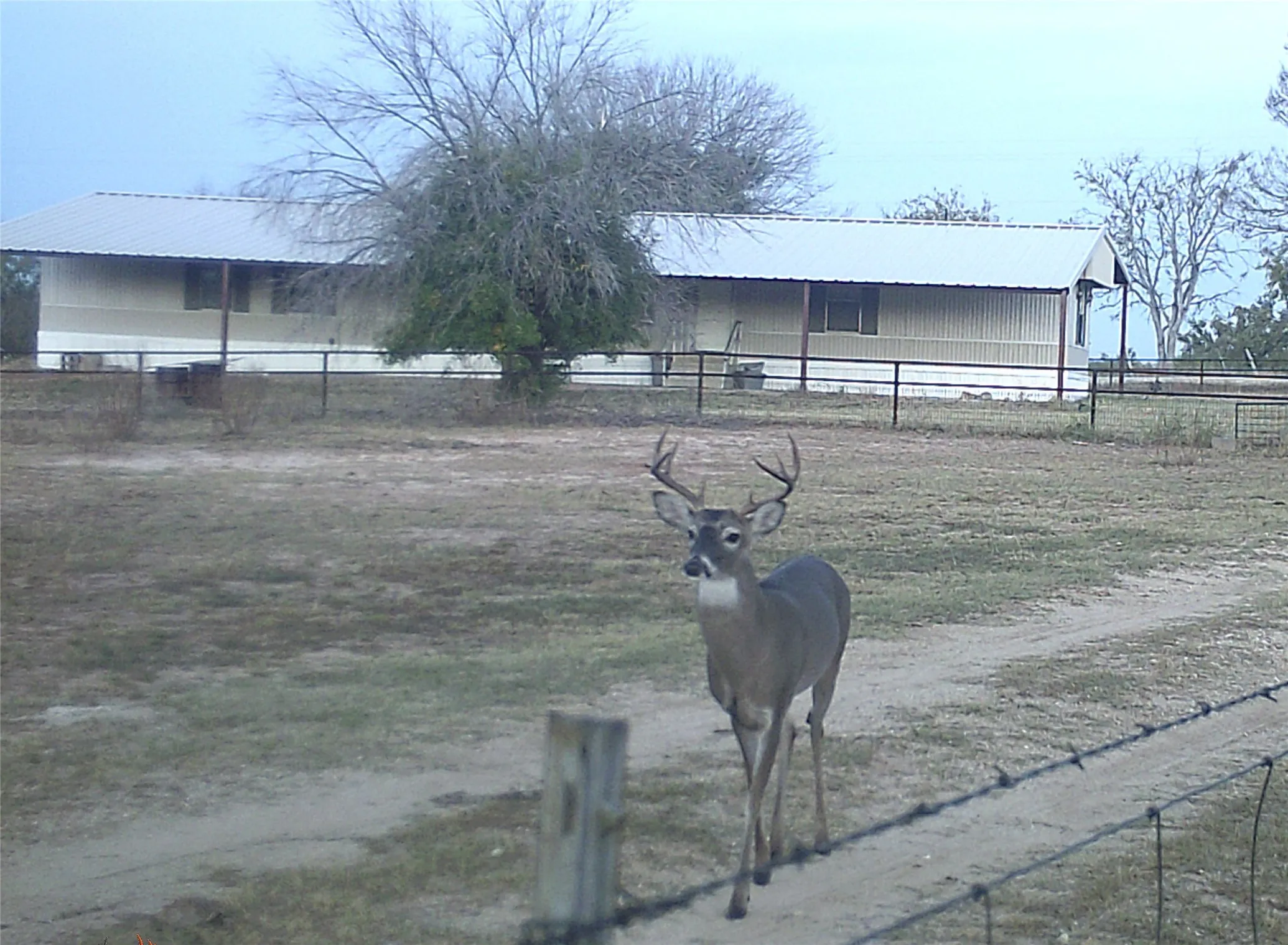 Abundance of deer and other wildlife on the property.