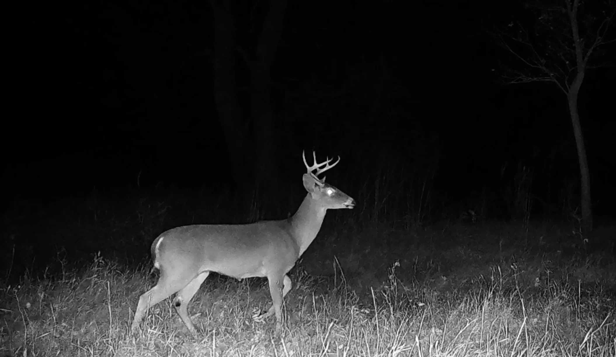 Abundance of deer and other wildlife on the property.