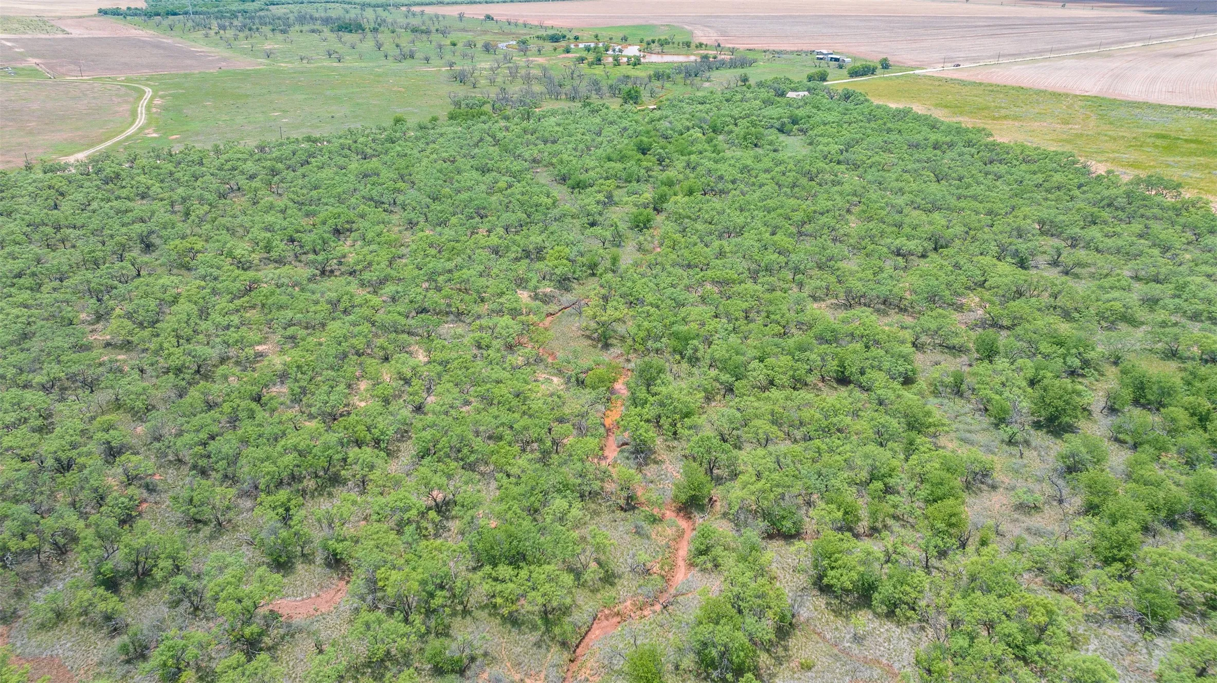 Expansive wooded acreage featuring mature trees and varied terrain