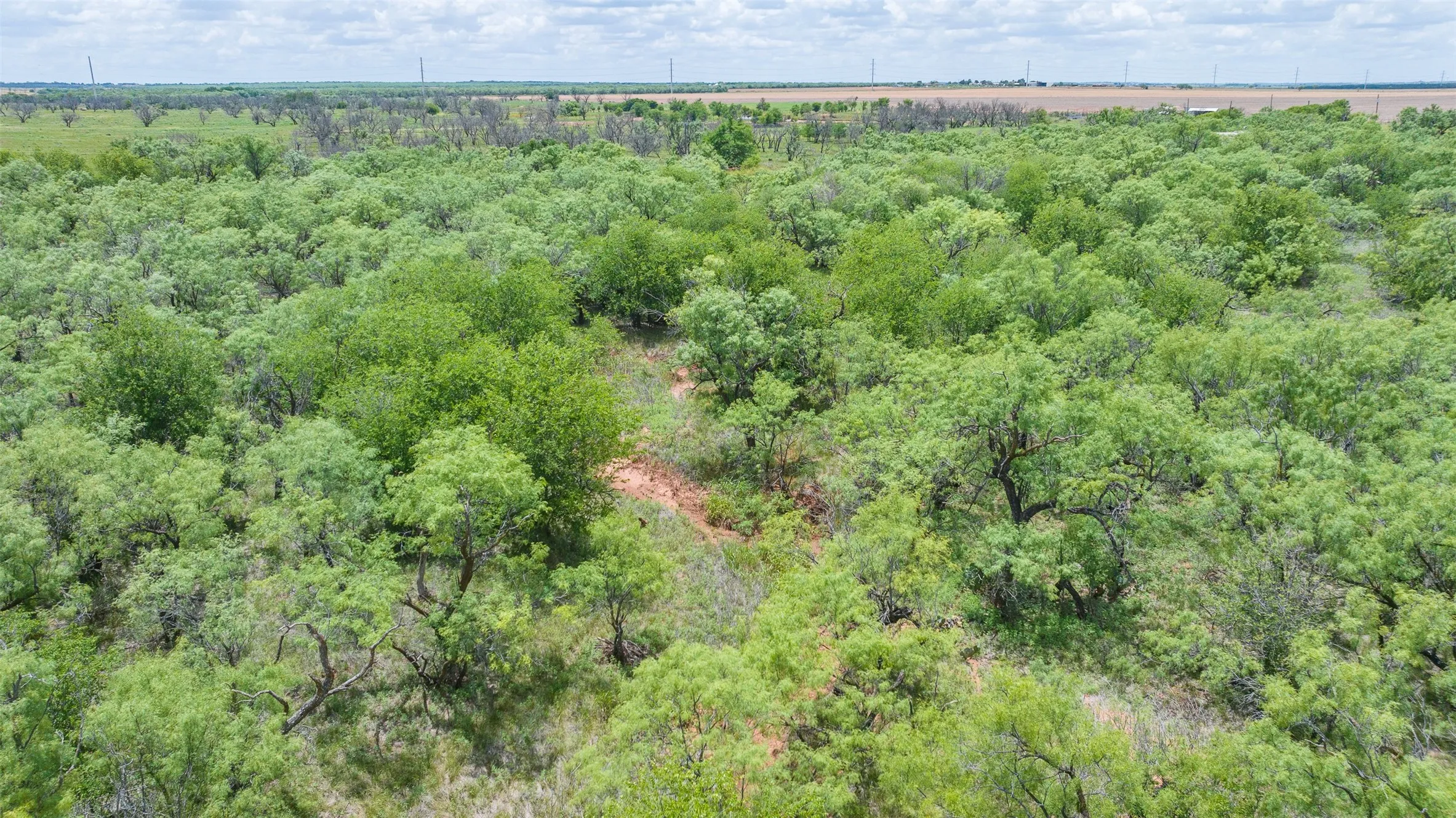 Expansive natural landscape featuring dense tree coverage