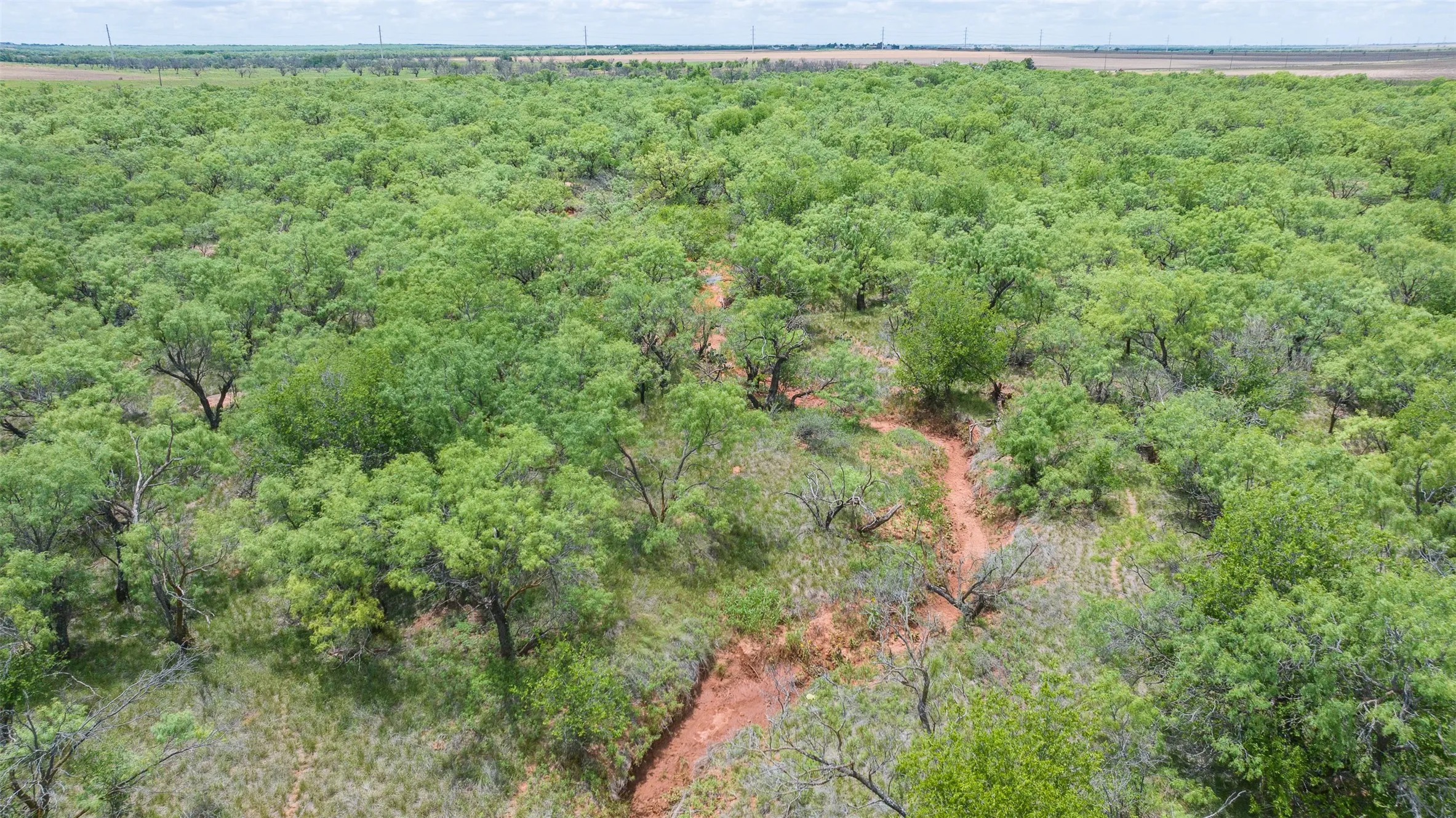 Expansive tree coverage with dense foliage across the landscape