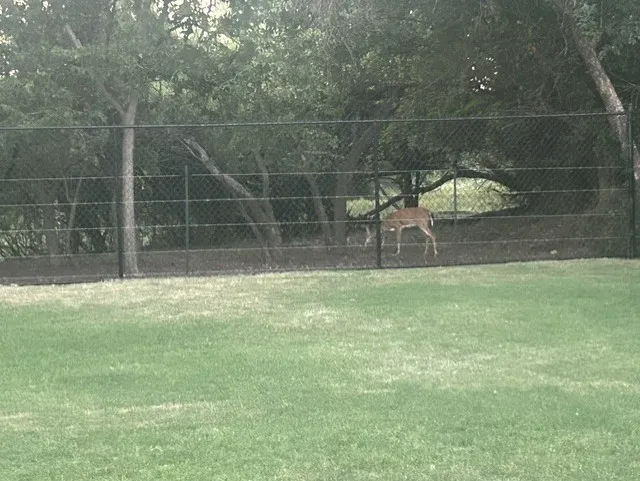 Backyard with a visitor...a DEER!