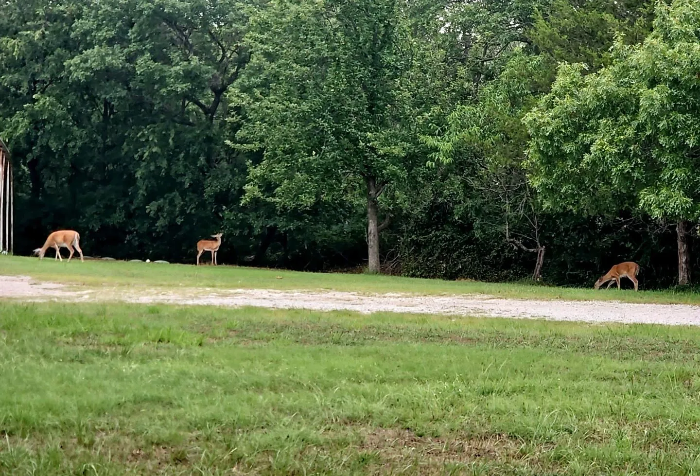 Wildlife In Backyard.