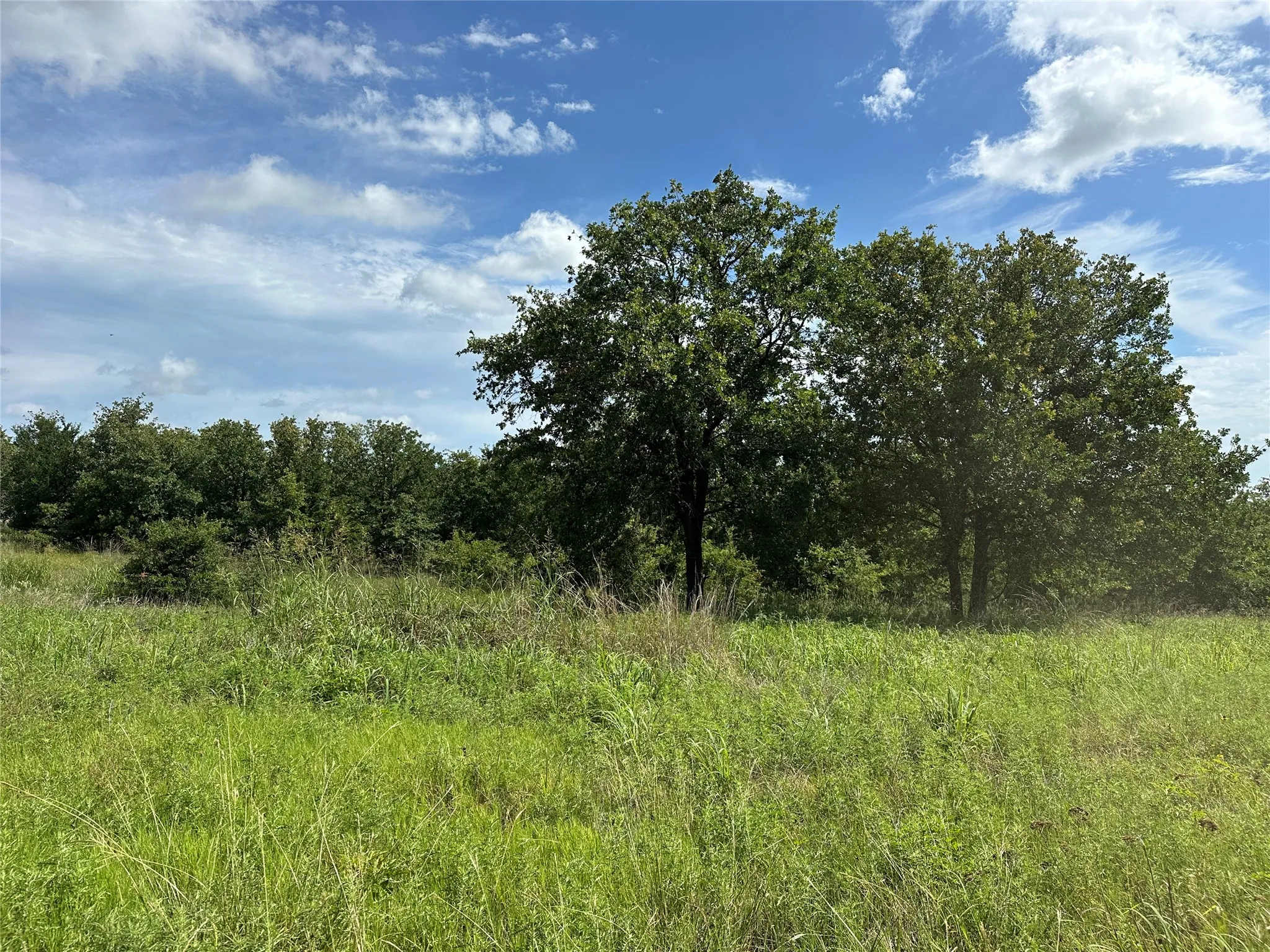 Expansive open field with natural grass and mature trees