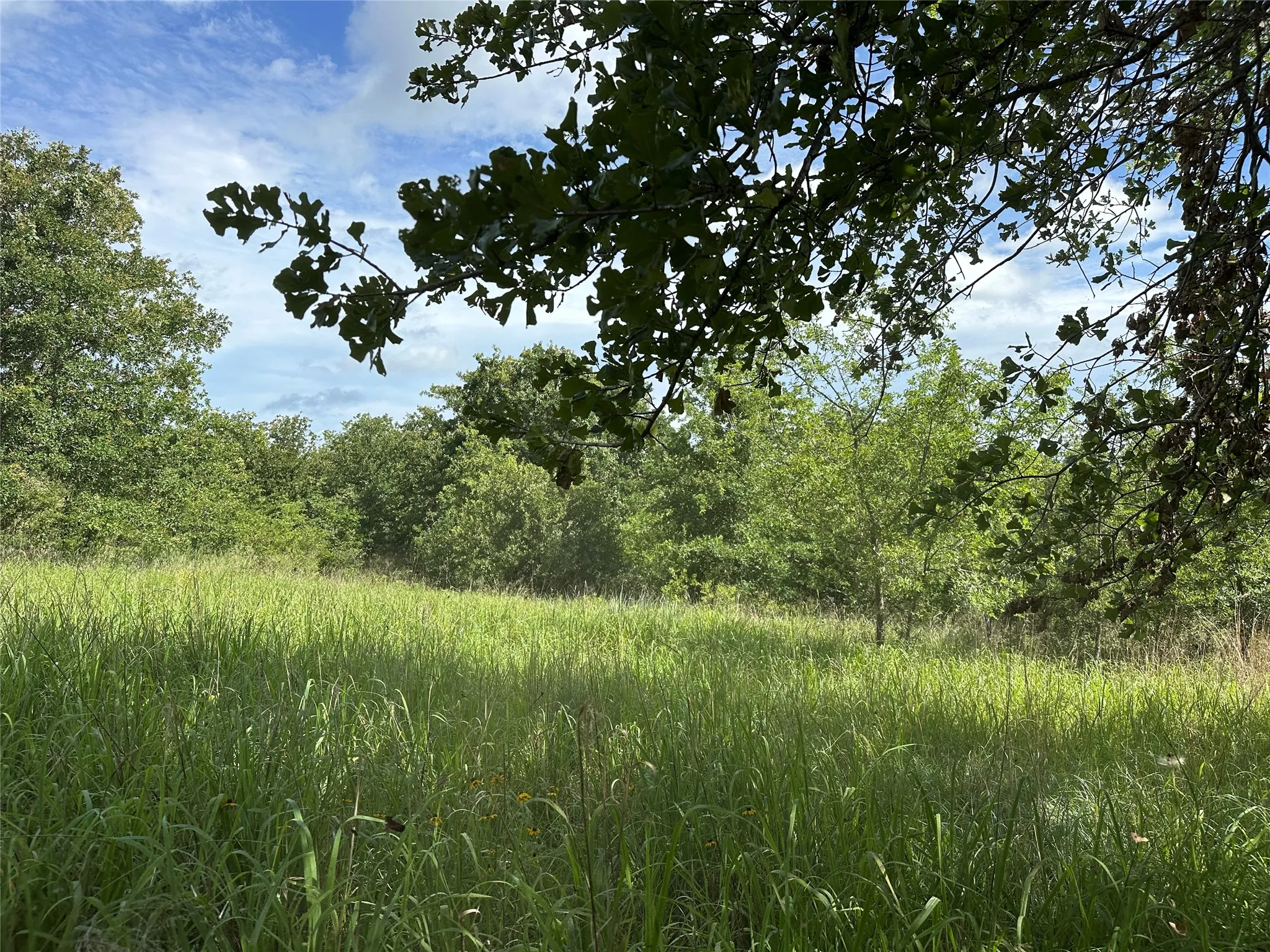 Expansive green field surrounded by mature deciduous trees