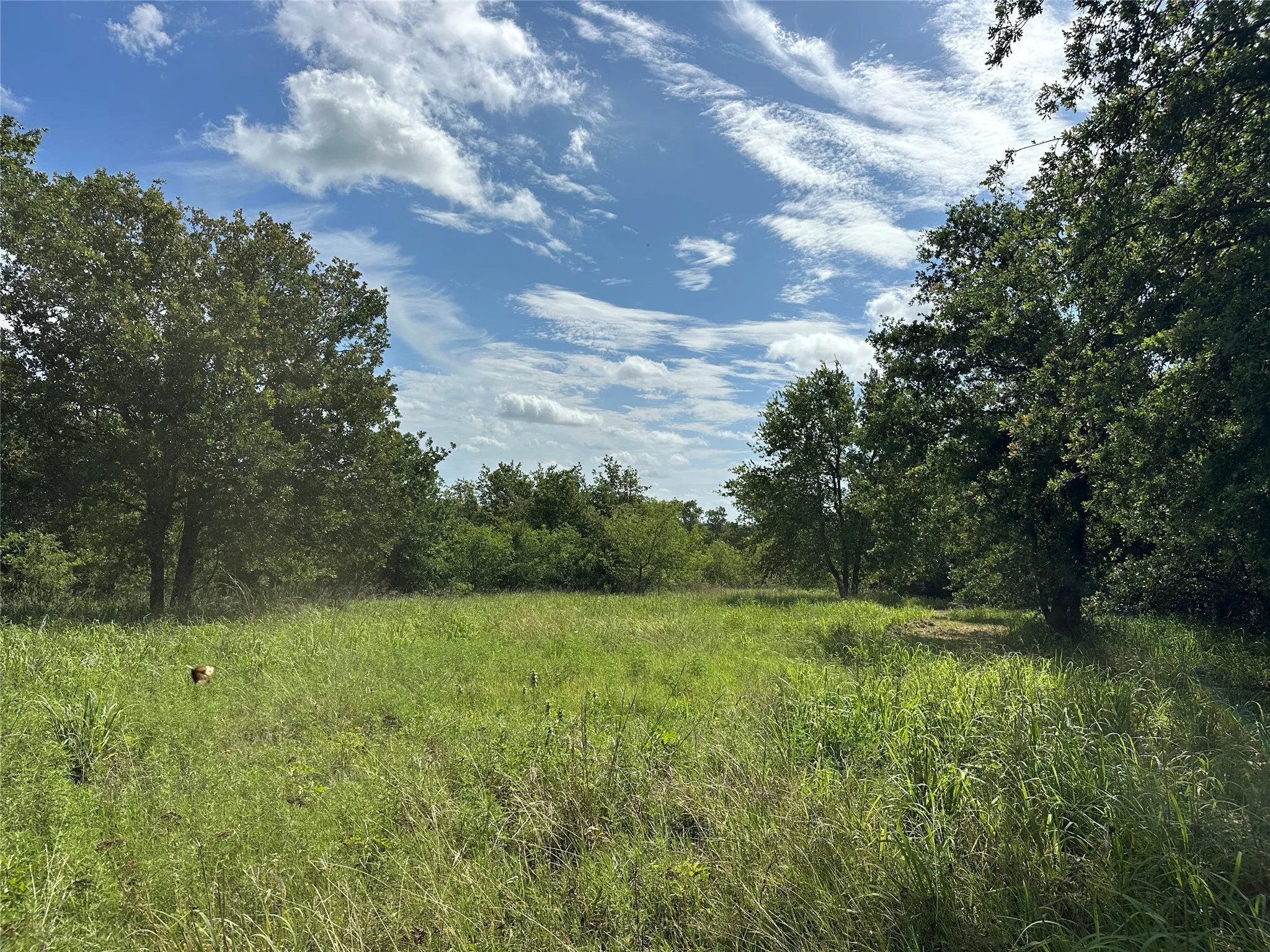 Expansive green space featuring natural vegetation and perimeter tree lines