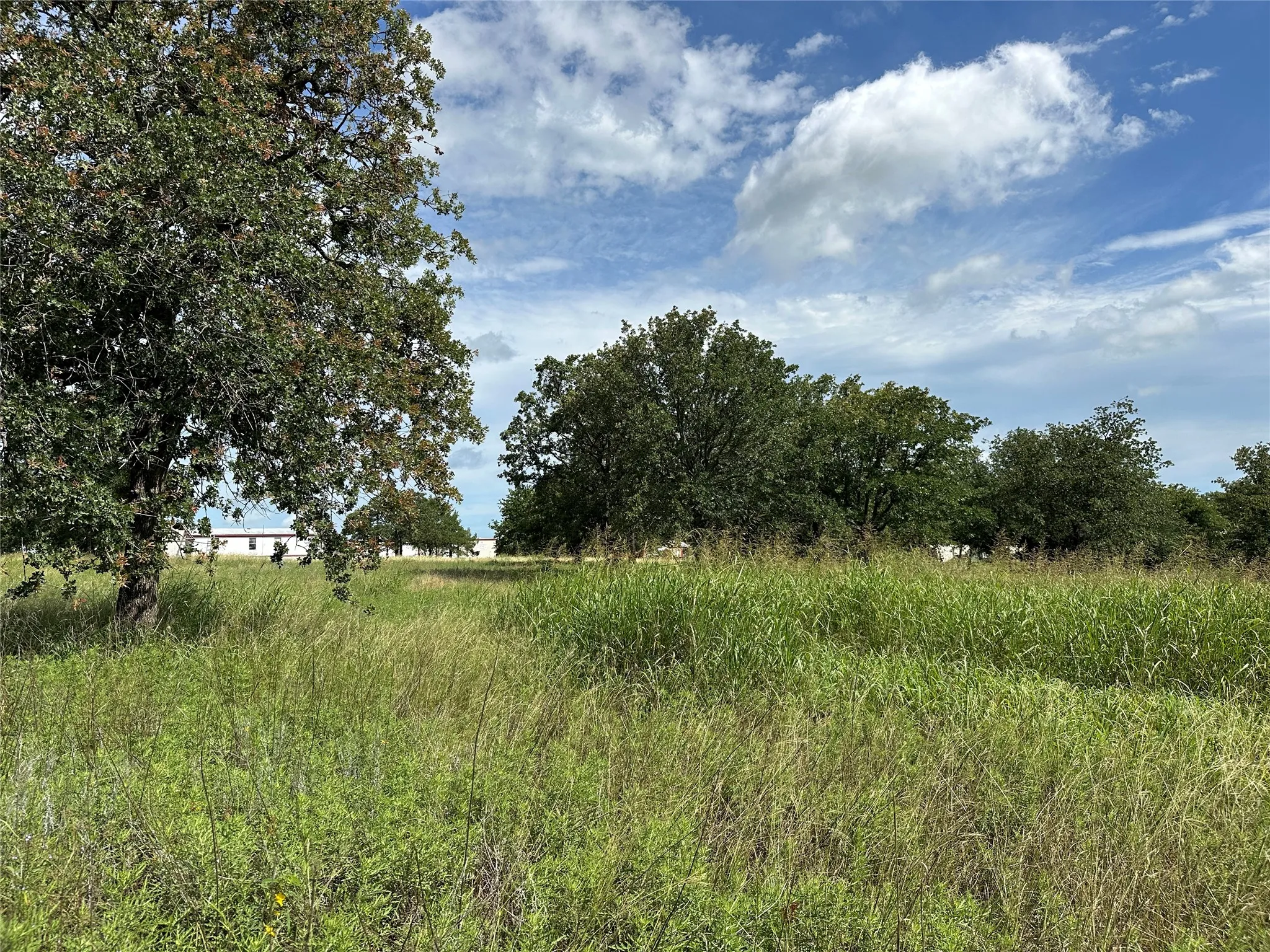 Expansive open land featuring diverse natural grasses and mature trees