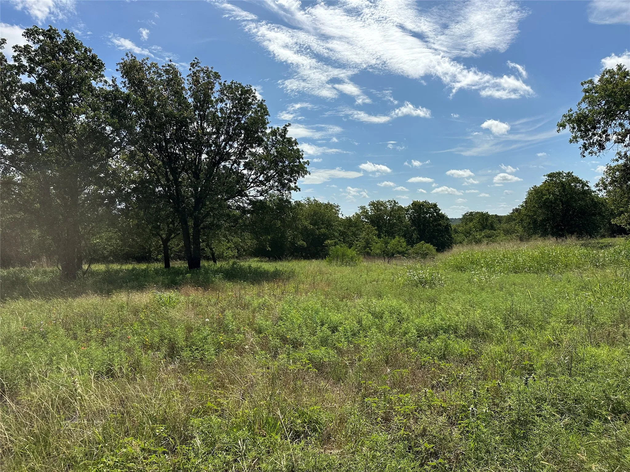 Expansive open field with natural grasses and mature trees at the perimeter