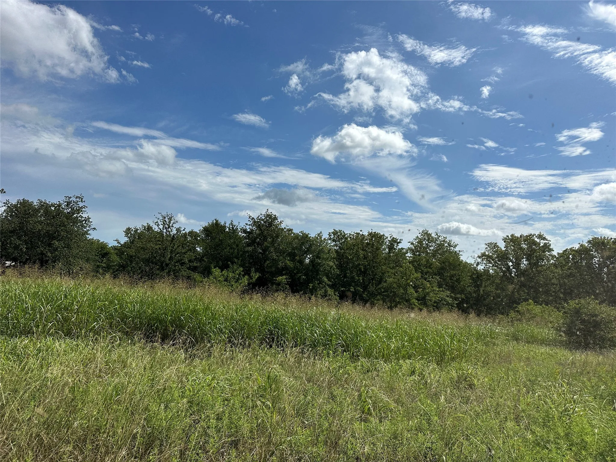 Expansive natural landscape featuring a broad field of tall grasses and a dense tree line