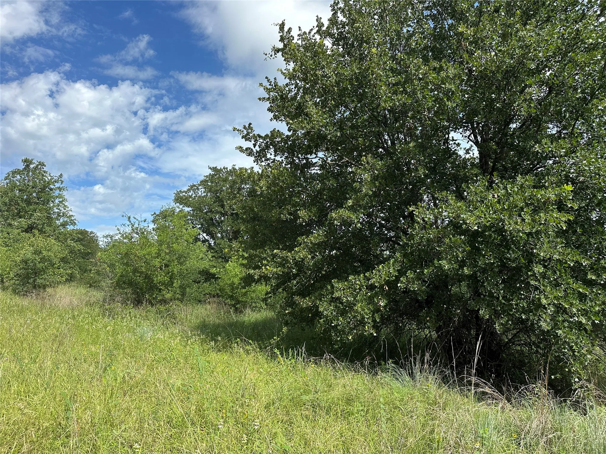 Expansive natural landscape featuring mature trees and lush green foliage