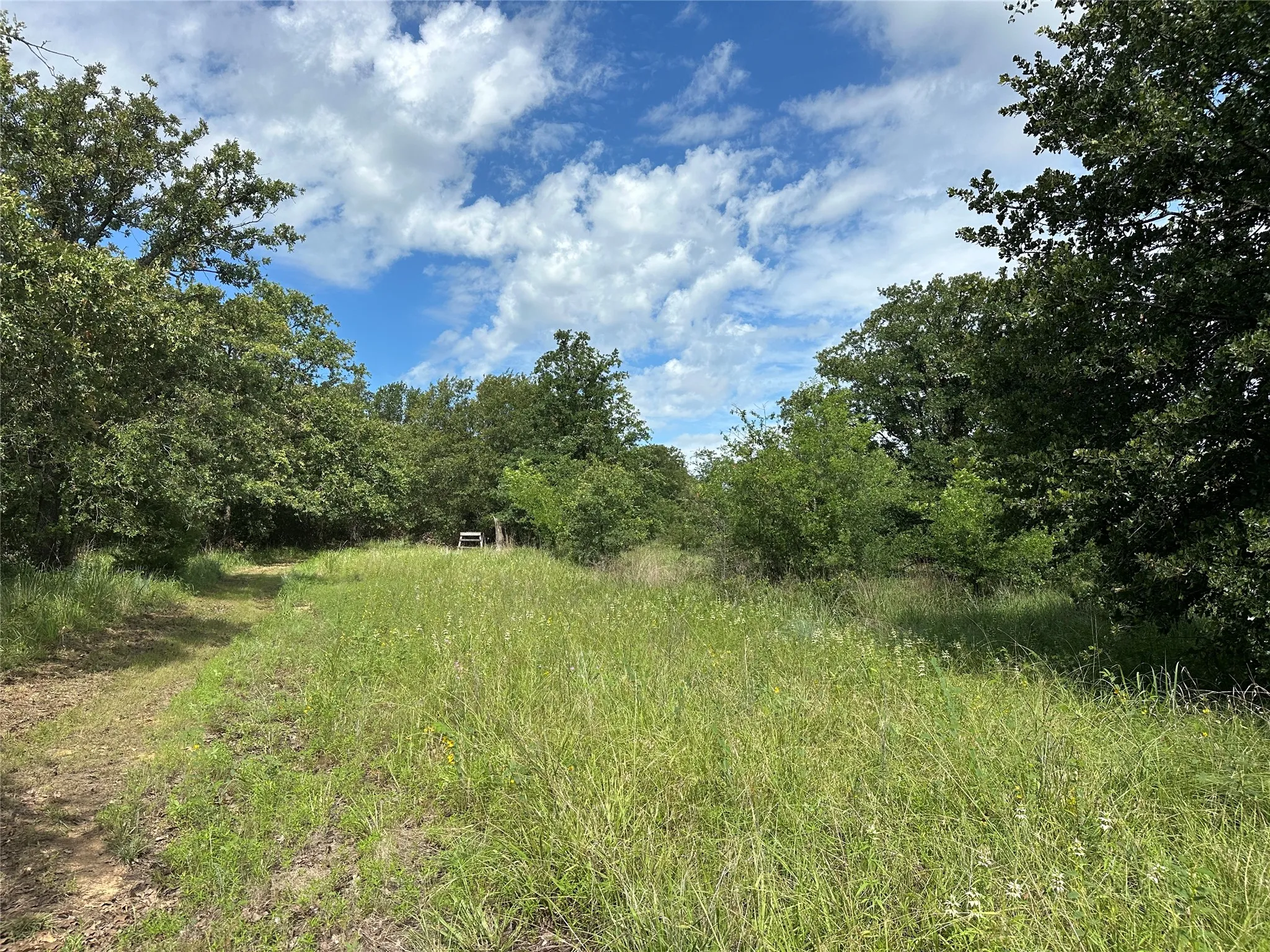 Expansive undeveloped land featuring mature trees and natural vegetation