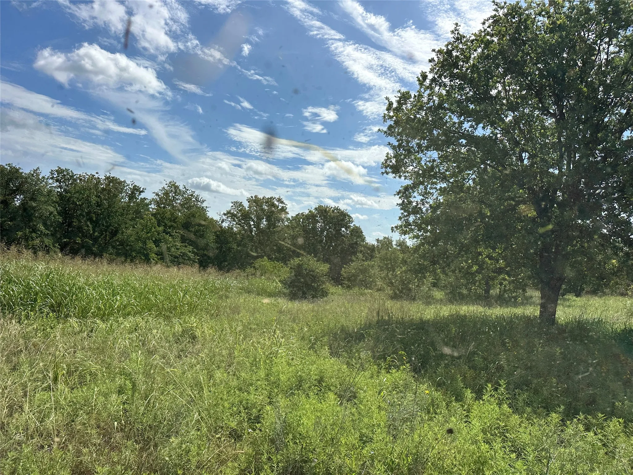 Expansive open field with natural greenery, featuring scattered mature trees and a distant tree line