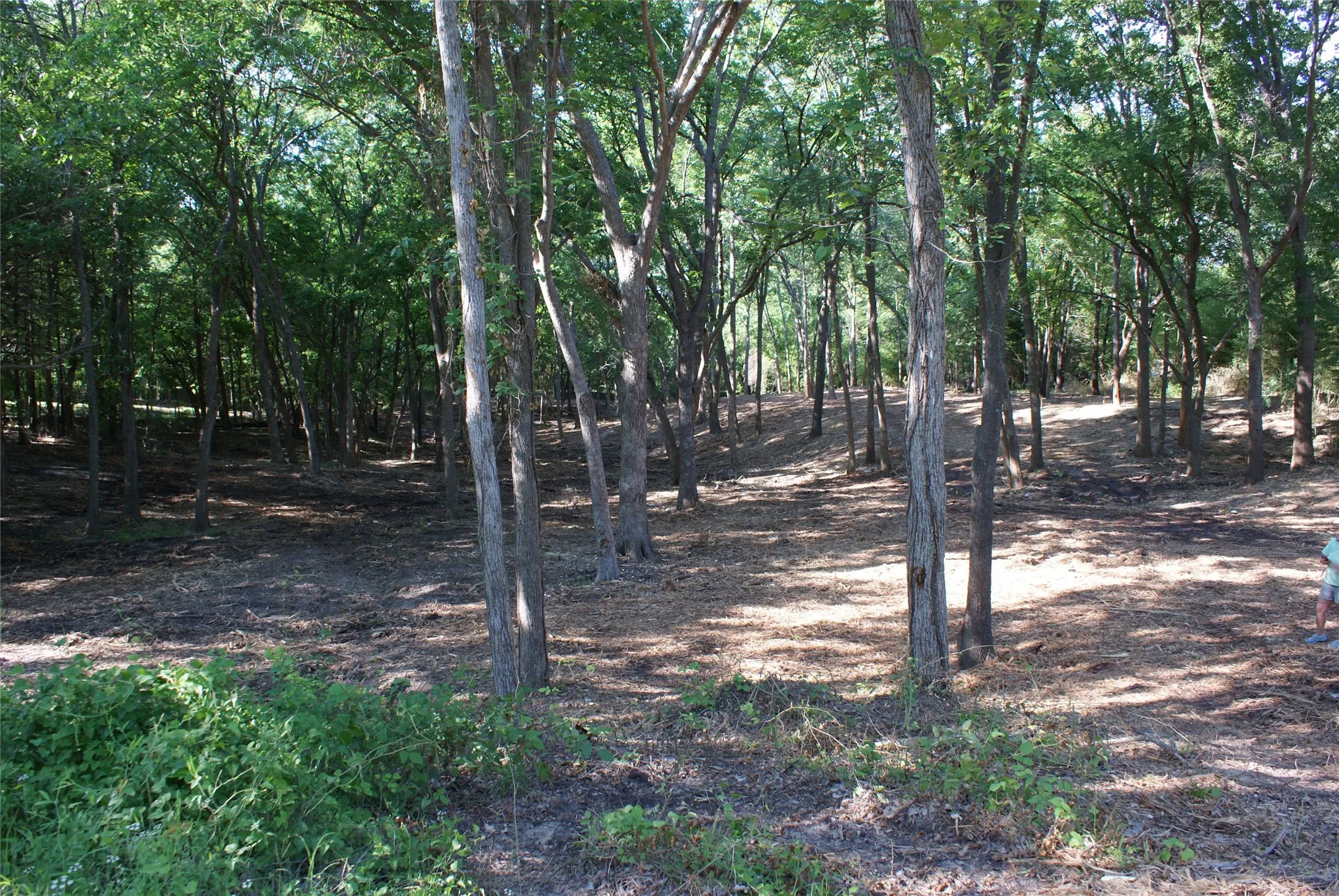Pictures are from when it was cleared/ Wooded property featuring mature trees and a natural, varied ground cover