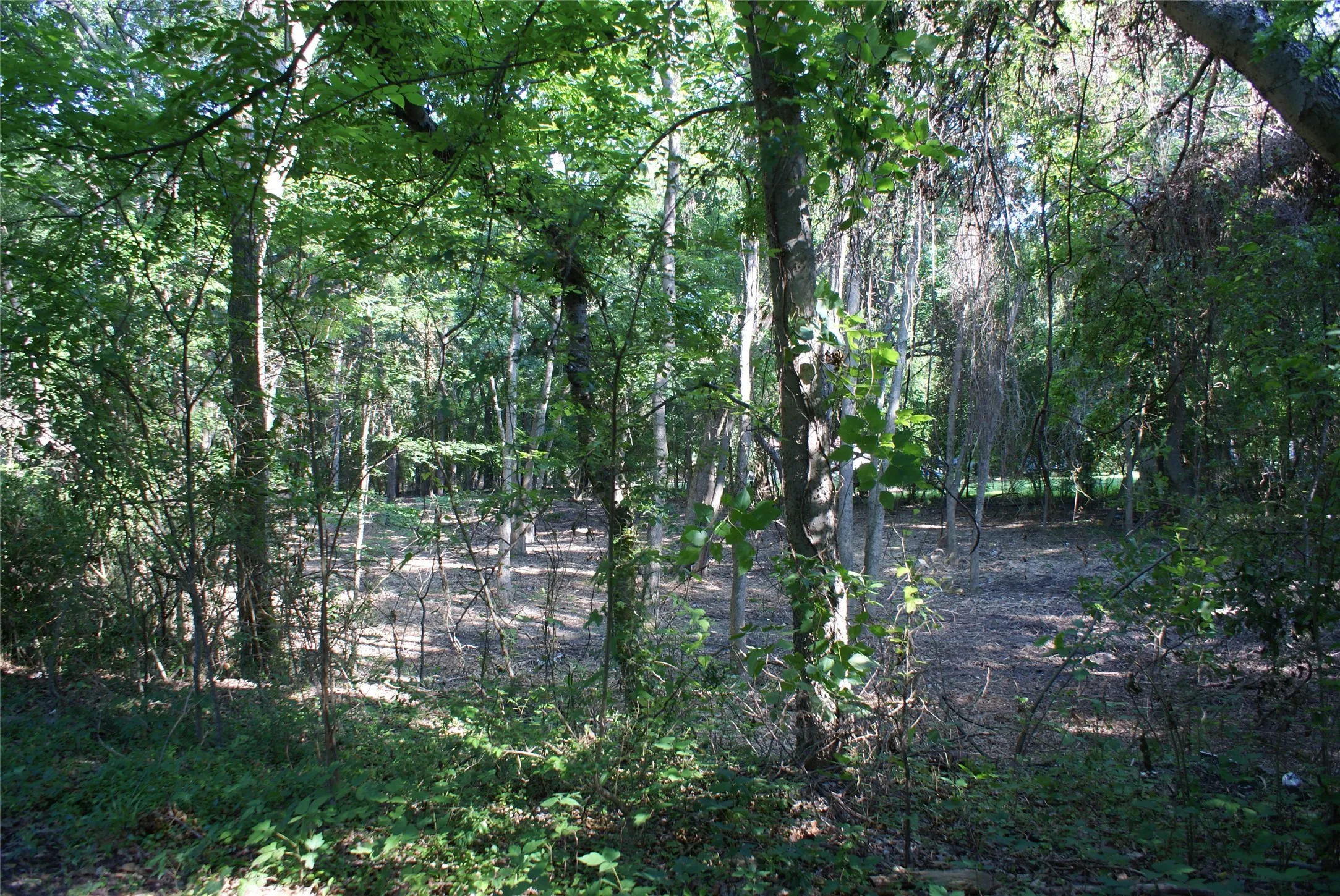 Pictures are from when it was cleared/ Wooded property featuring mature trees and a natural, varied ground cover