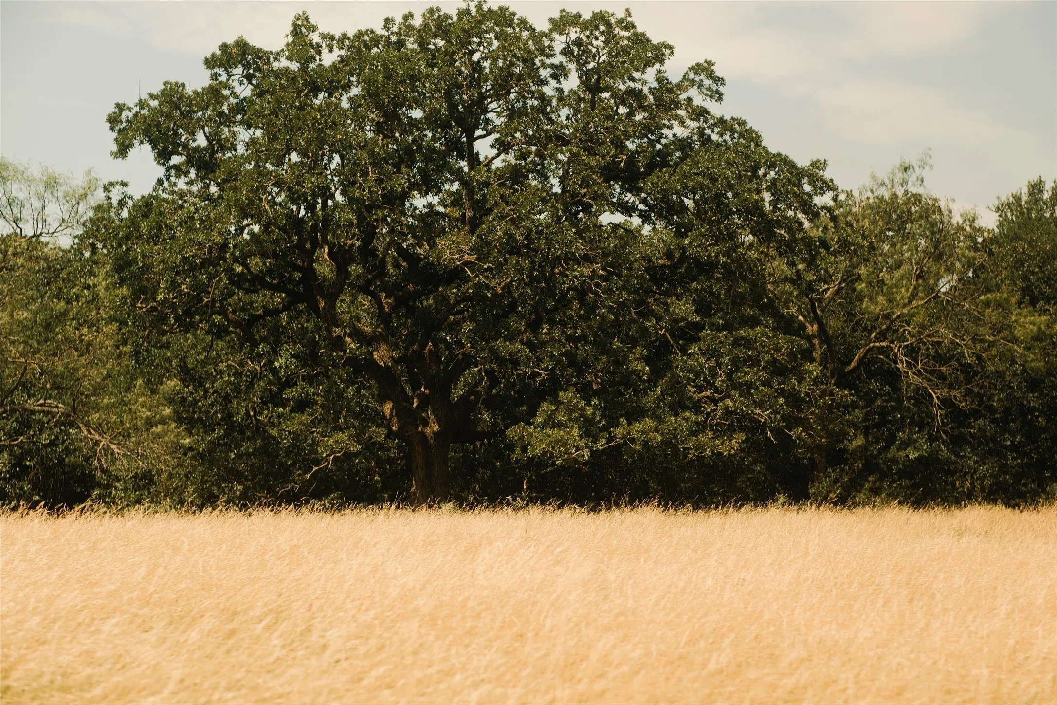 Farm For Sale in Hood County , 10405 Lipan Highway, Lipan, Texas 76462, 3 Bedroom, 2 Bathroom, Garage spaces, 1,200 Sqft, built in 2010, mls#21303074, Real Estate Agent in Lipan, Homes For Sale in Hood county, Homes For Sale in Lipan, Realtor in Lipan Texas, Real Estate Brokerage Independent Realty Texas, Luminita Cordes Realtor