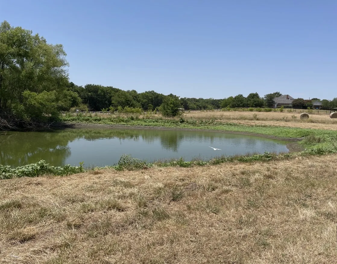 Personal pond with fish