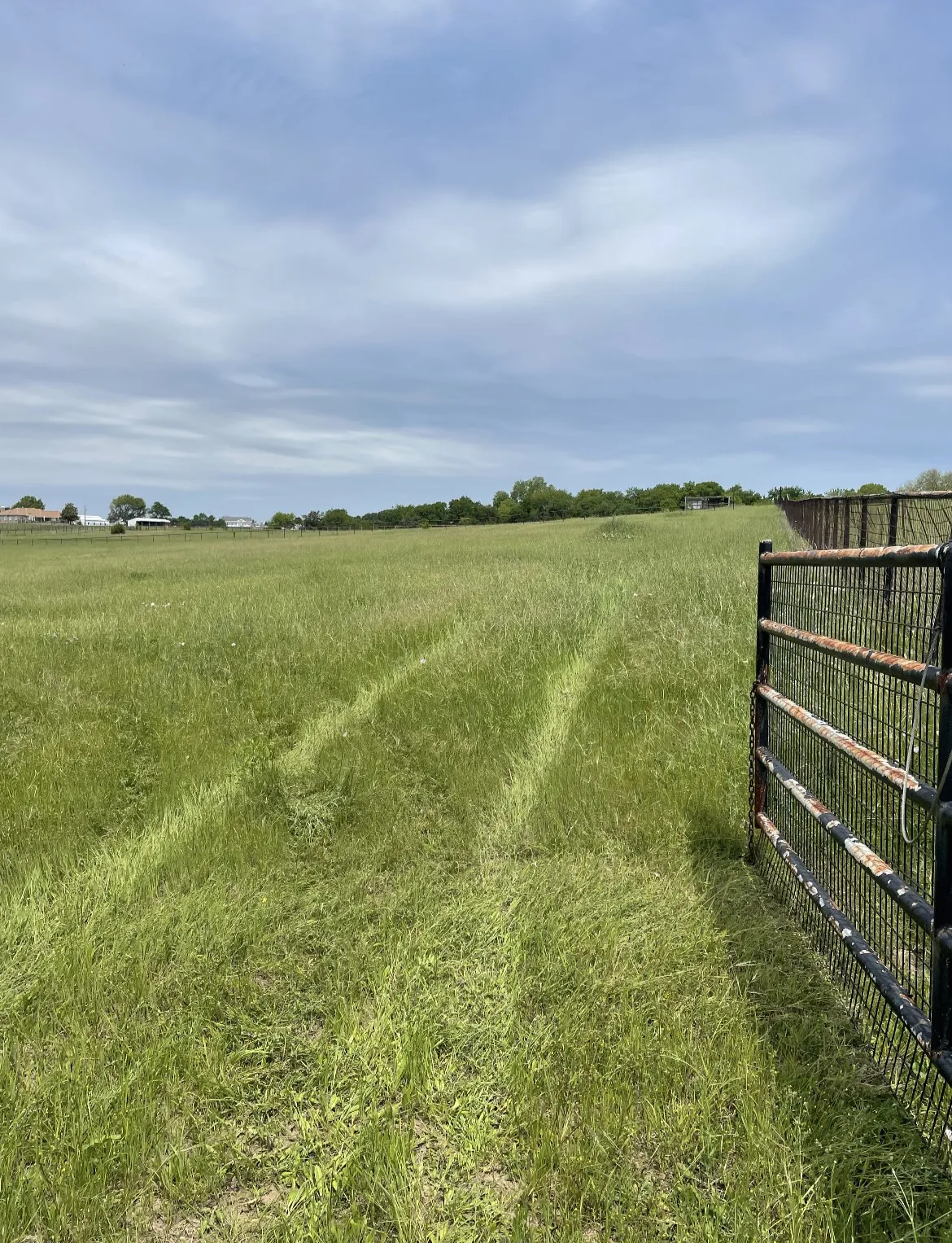 Lush Bermuda grows several crops a year