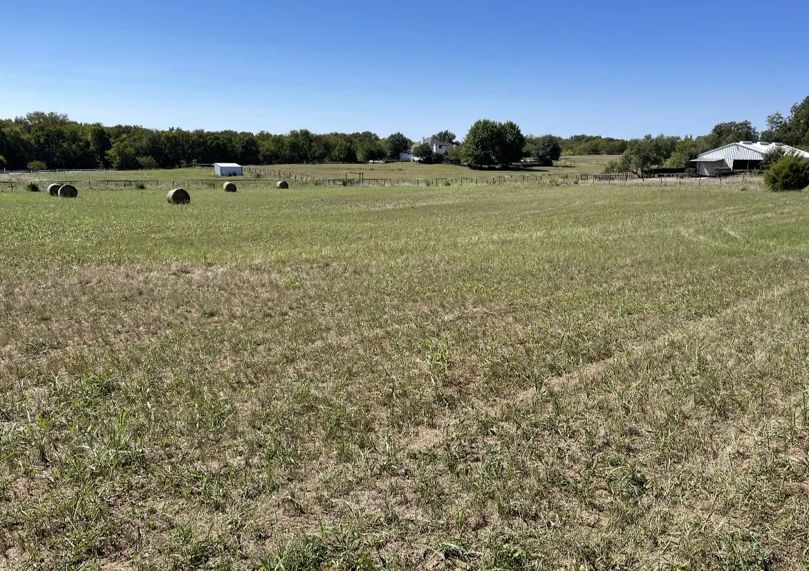 Cattle Grazing