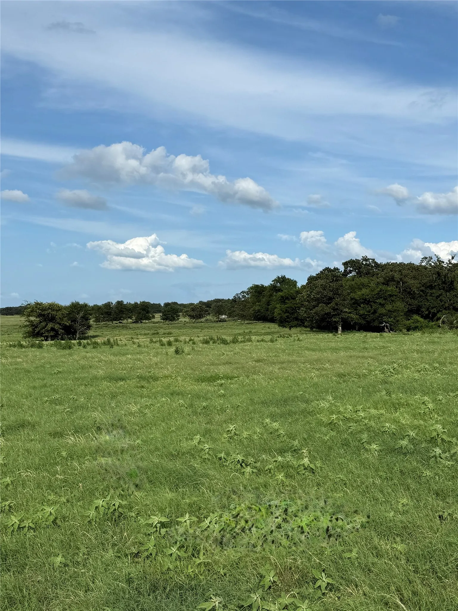 Unimproved Land For Sale in Van Zandt County , 580 VZ County Road1819, Grand Saline, Texas 75140, 0, 0, Garage spaces, 0 Sqft, built in 0, Price $685,000, mls#21303336, Real Estate Agent in Grand Saline, Homes For Sale in Van Zandt county, Homes For Sale in Grand Saline, Realtor in Grand Saline Texas, Real Estate Brokerage Independent Realty Texas, Luminita Cordes Realtor