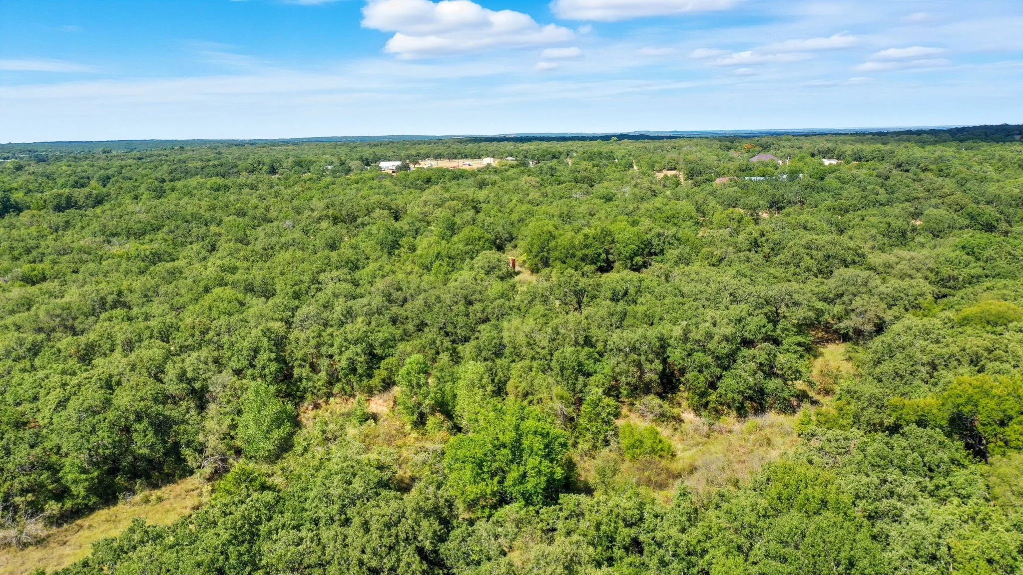 Drone / aerial view of a forest
