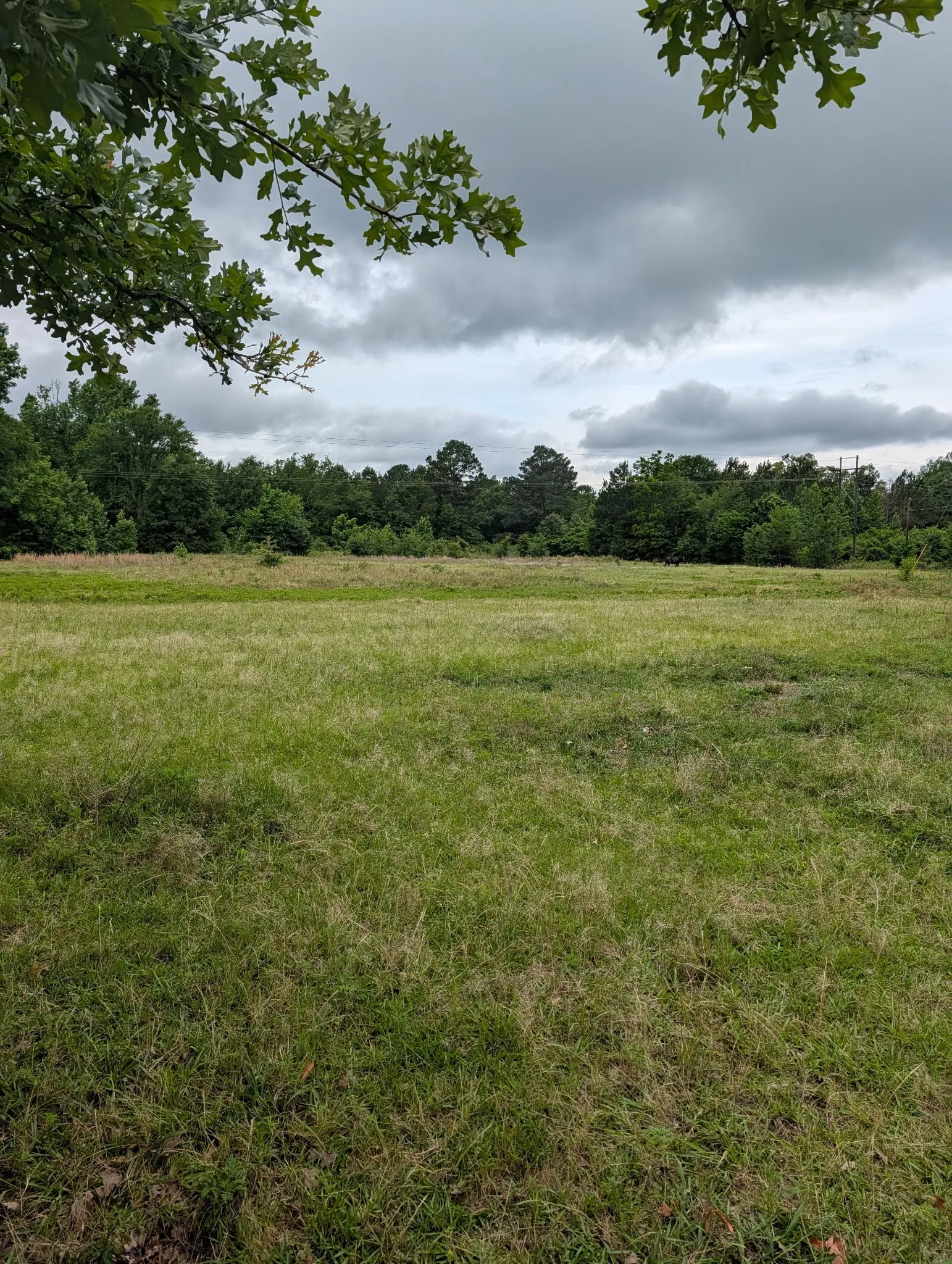 Unimproved Land For Sale in Wood County , 0 CR 3448, Hawkins, Texas 75765, 0, 0, Garage spaces, 0 Sqft, built in 0, mls#21303644, Real Estate Agent in Hawkins, Homes For Sale in Wood county, Homes For Sale in Hawkins, Realtor in Hawkins Texas, Real Estate Brokerage Independent Realty Texas, Luminita Cordes Realtor