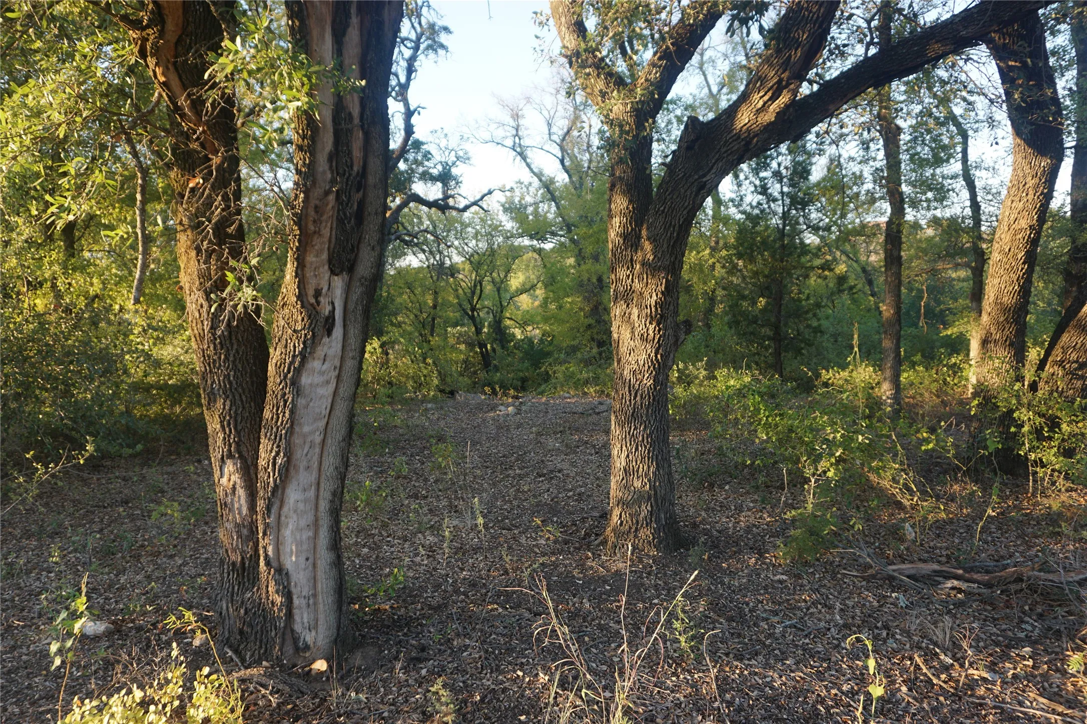 Lots of options for building trails and private areas on this heavily treed lot.