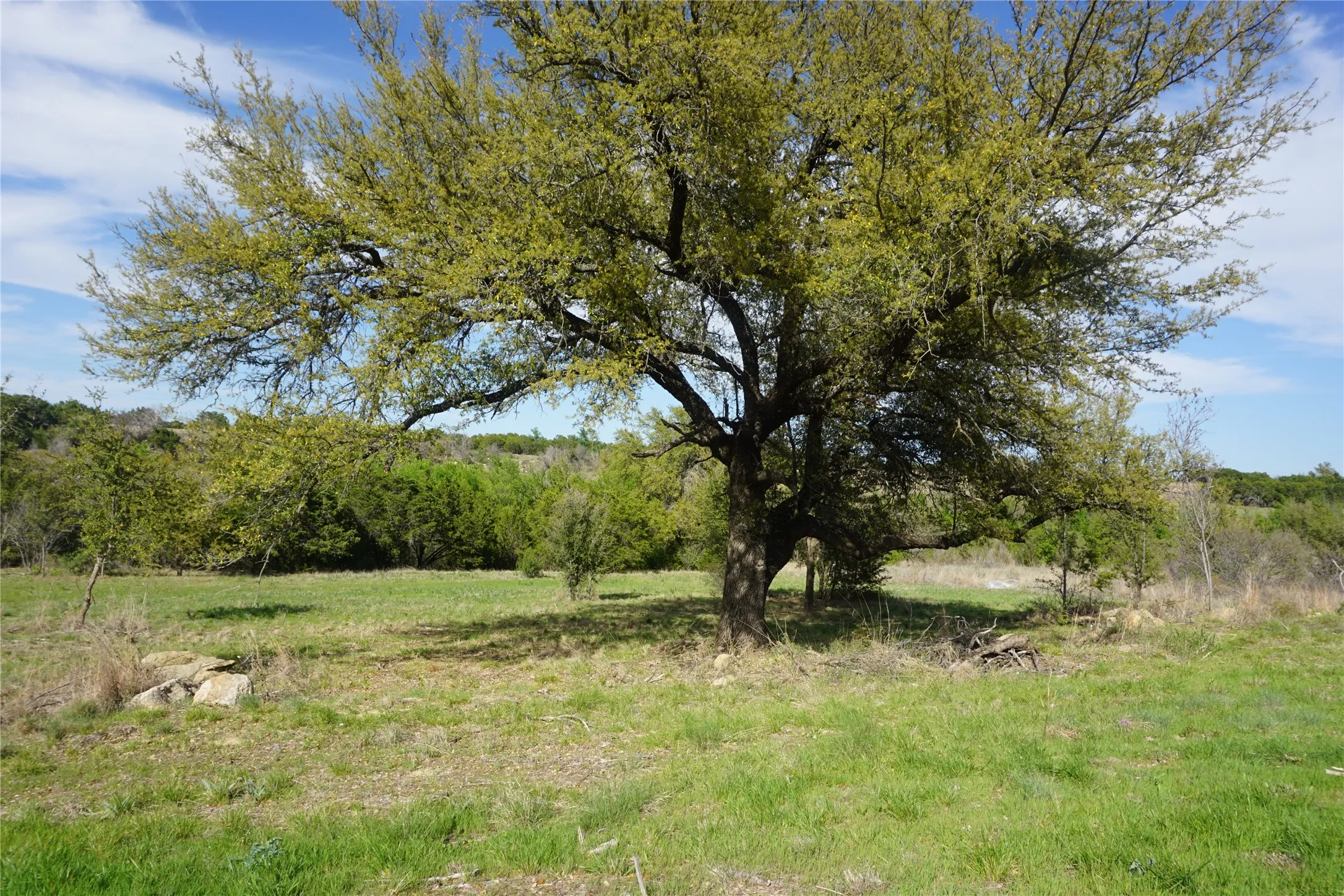 A gorgeous large shade tree sits on the fron to this tranqil lot.