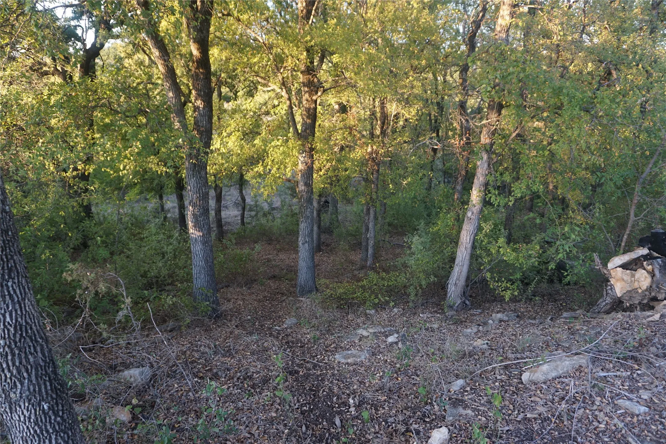 Majestic Native Texas Trees provide sights and sounds of nature all around!