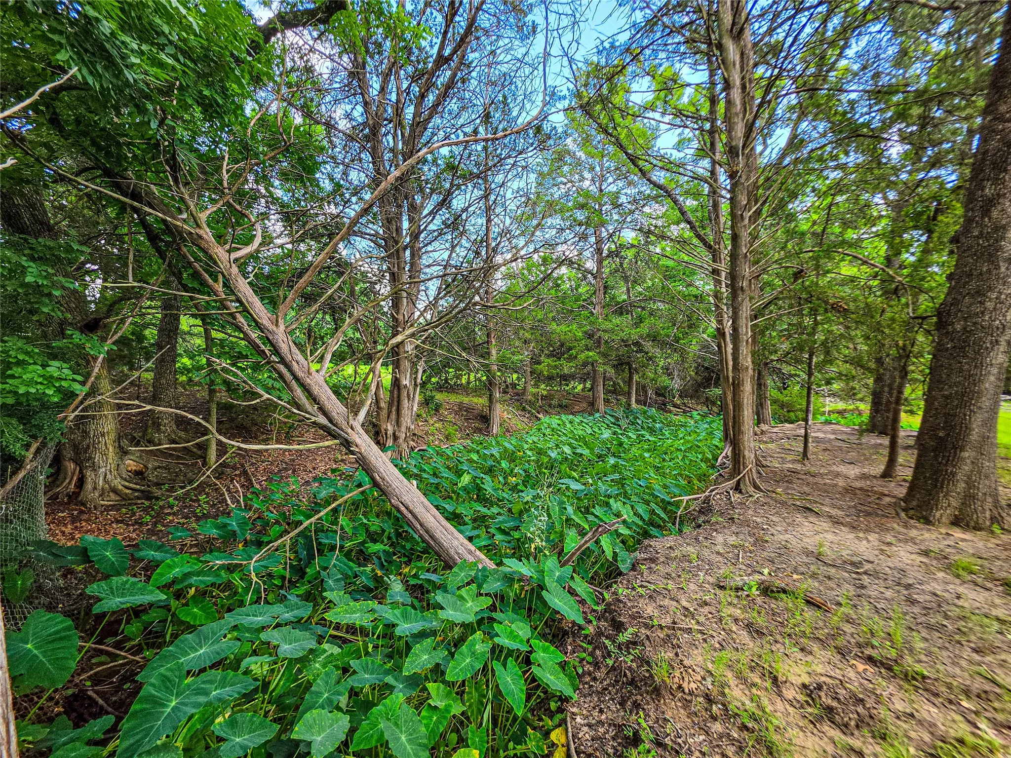 Wooded property featuring mature trees, diverse foliage, and a natural ground cover