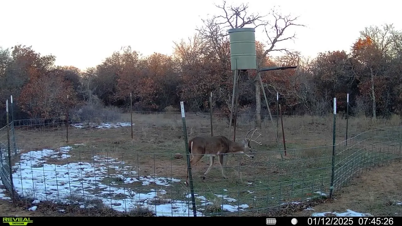 Mature WT buck