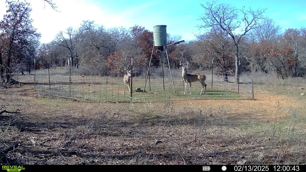 Young and middle-aged white-tailed bucks