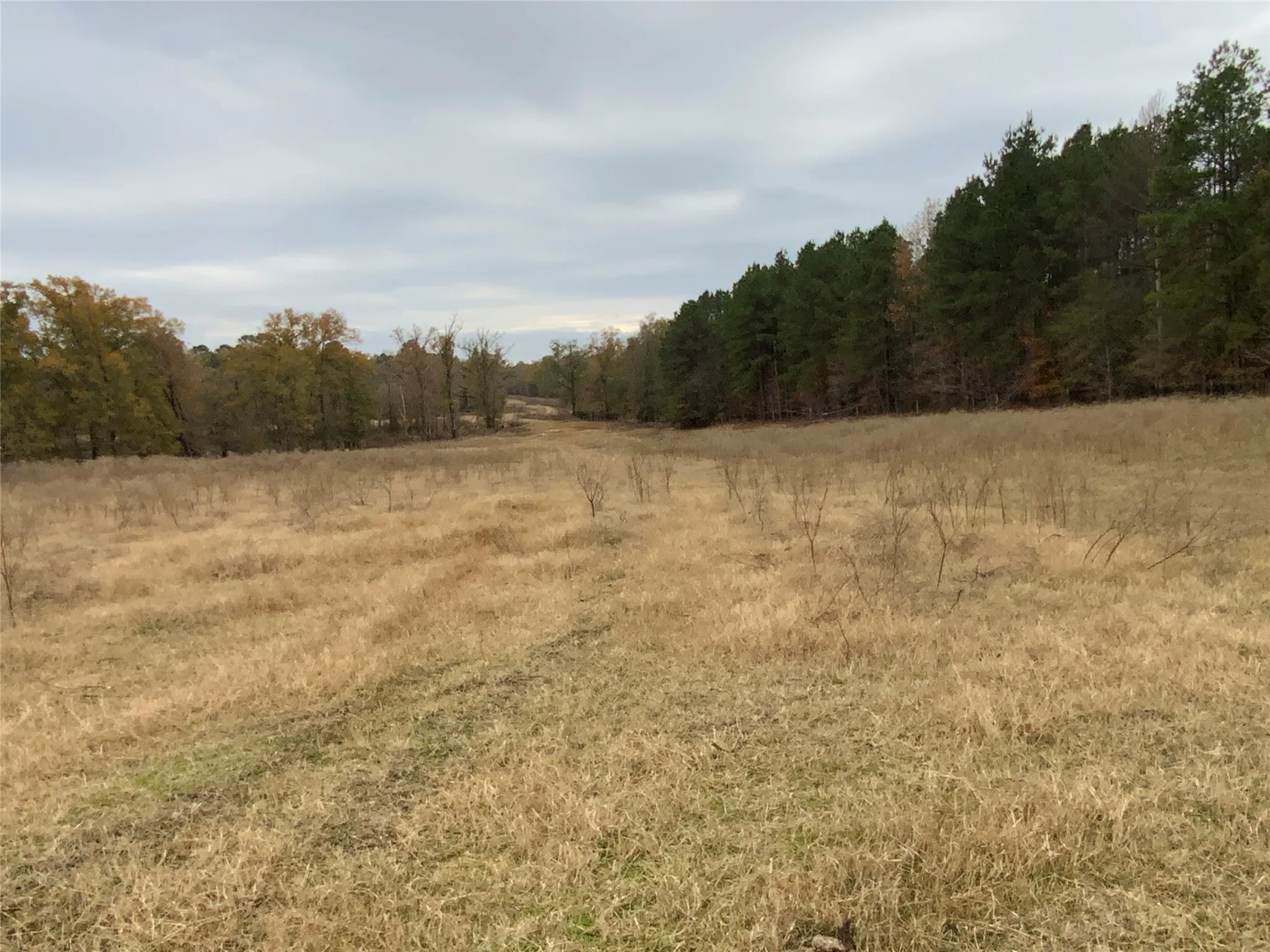 Pasture
