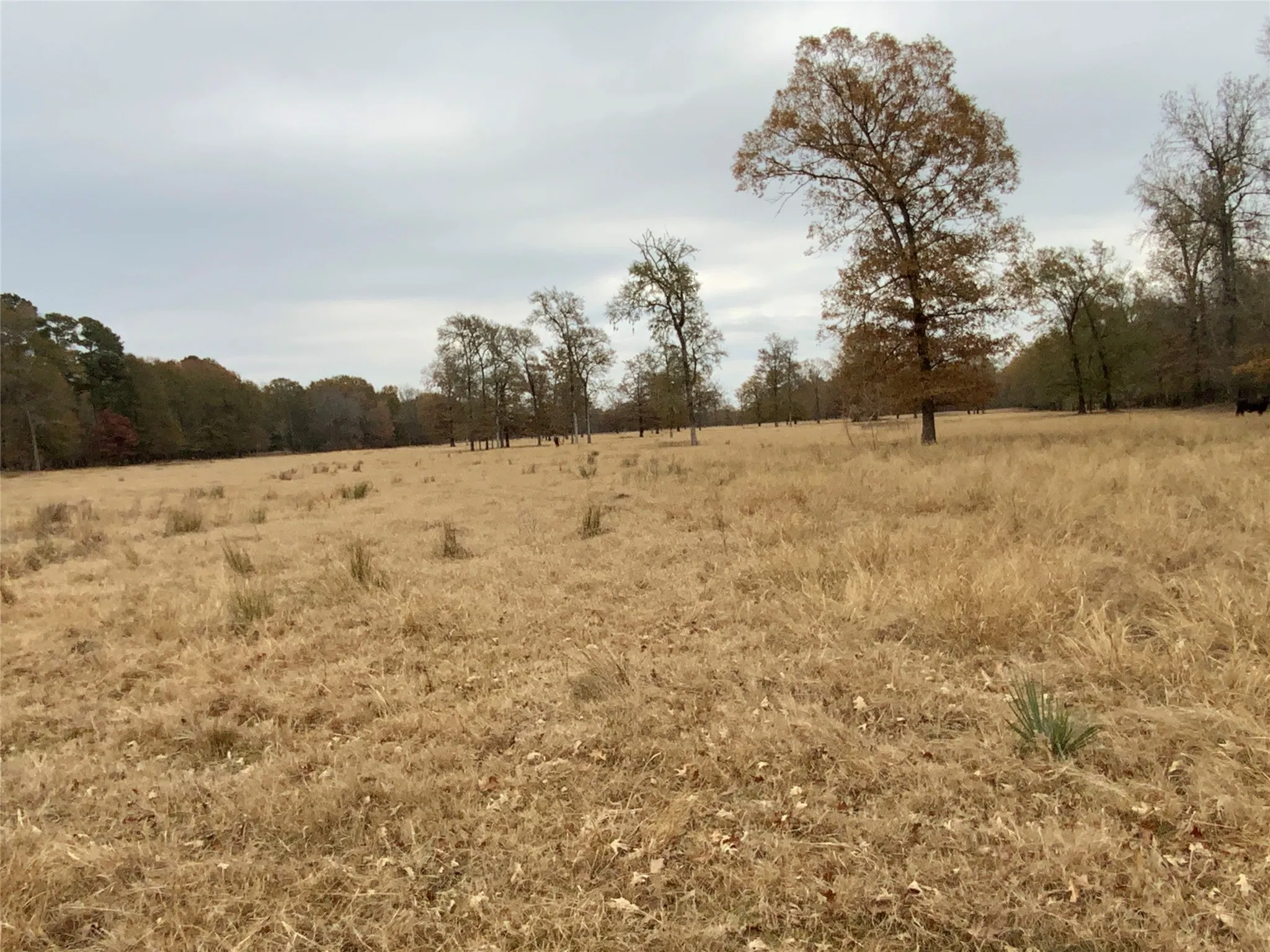 Pasture
