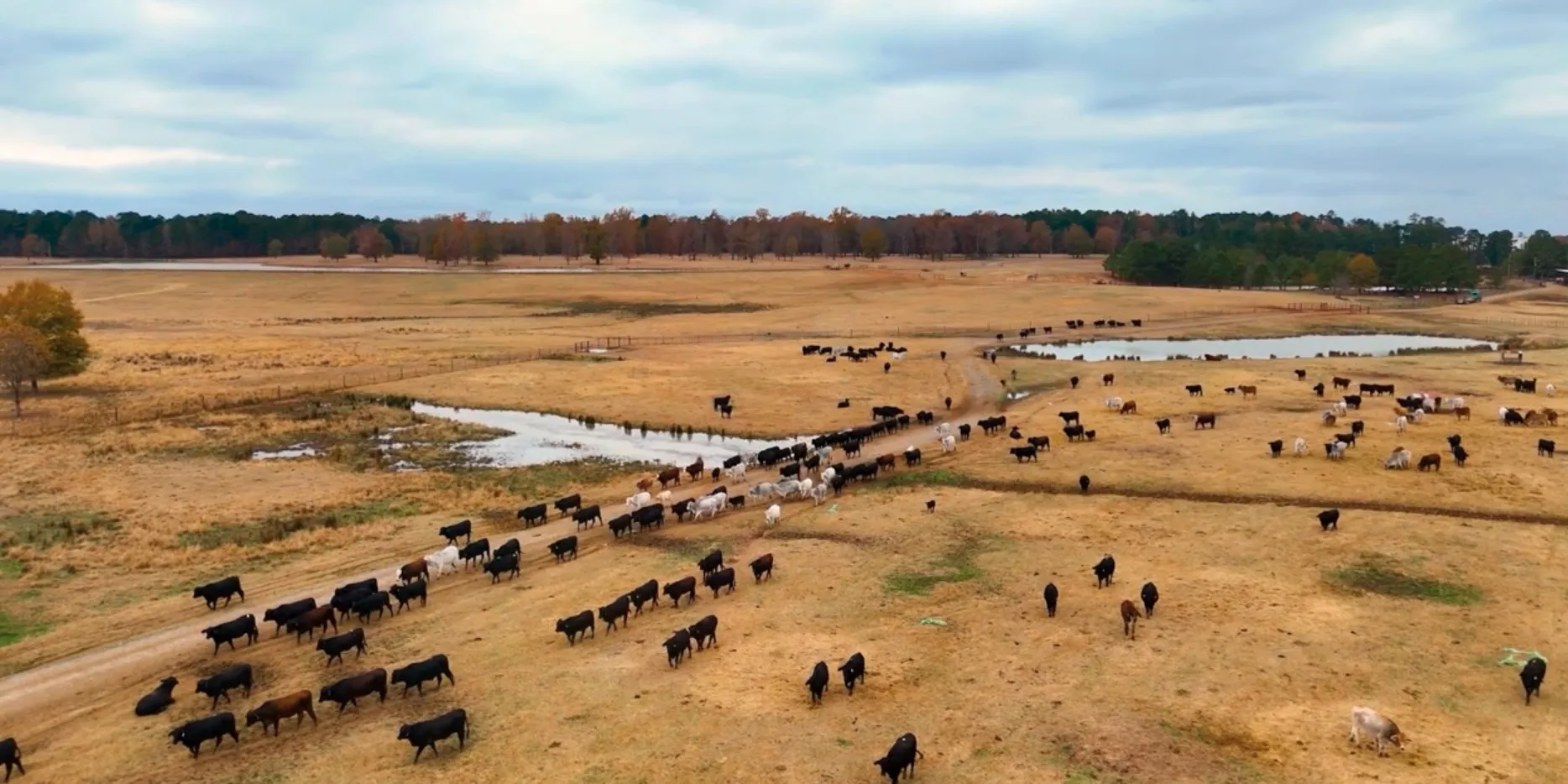 Current 500 Head Cow Calf Operation