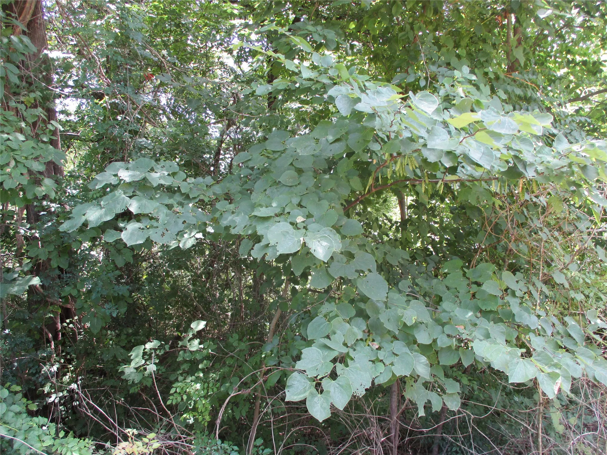 Unimproved Land For Sale in Van Zandt County , TBD Laura Dr., Edgewood, Texas 75117, 0, 0, Garage spaces, 0 Sqft, built in 0, Price $25,000, mls#21305295, Real Estate Agent in Edgewood, Homes For Sale in Van Zandt county, Homes For Sale in Edgewood, Realtor in Edgewood Texas, Real Estate Brokerage Independent Realty Texas, Luminita Cordes Realtor