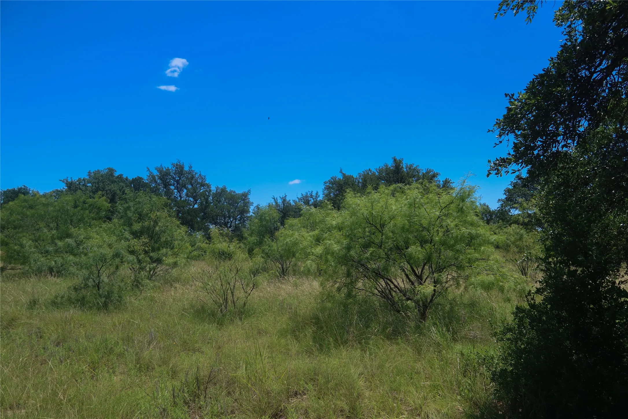 Expansive natural landscape featuring varied green foliage, mature trees, and open grassy areas under a clear blue sky