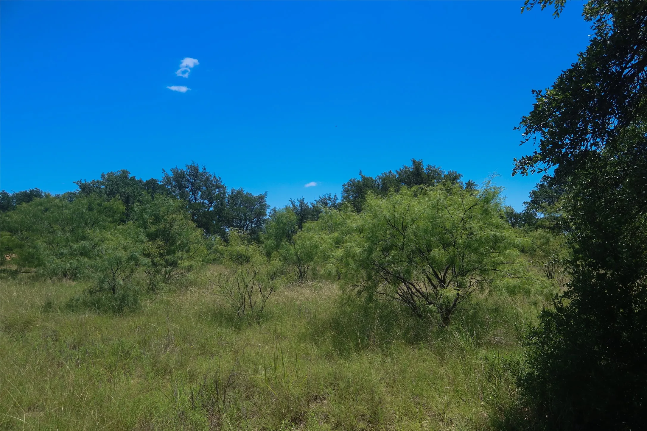 Expansive natural landscape featuring varied green foliage and mature trees under a clear blue sky