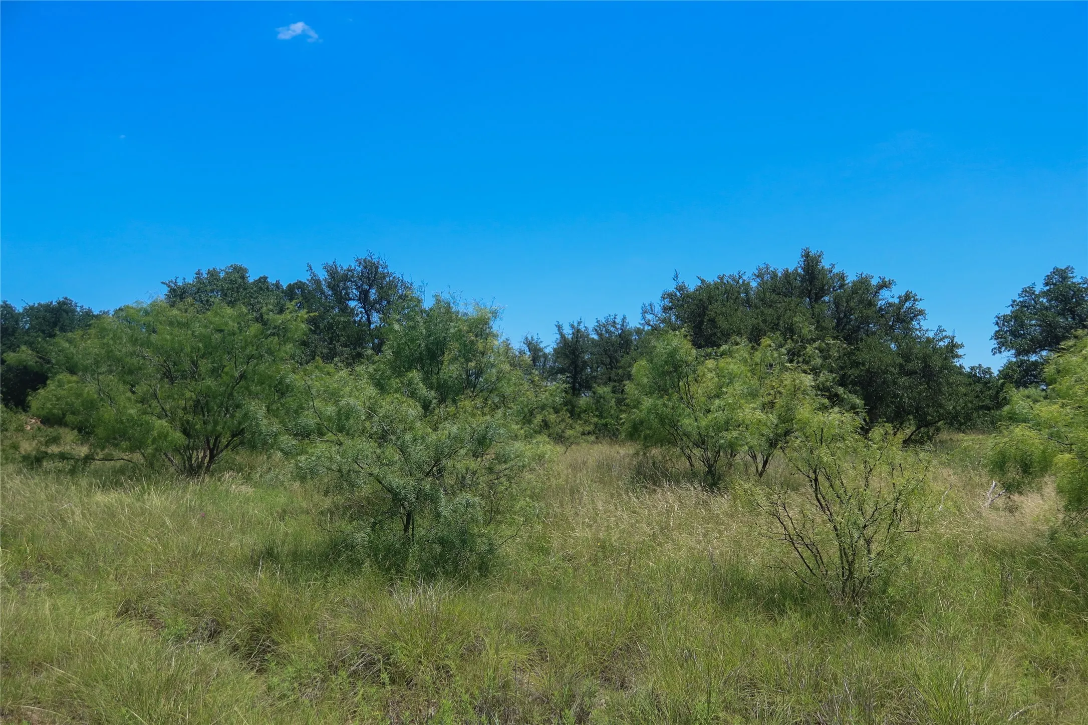 Expansive natural landscape featuring varied green foliage and mature trees under a clear blue sky