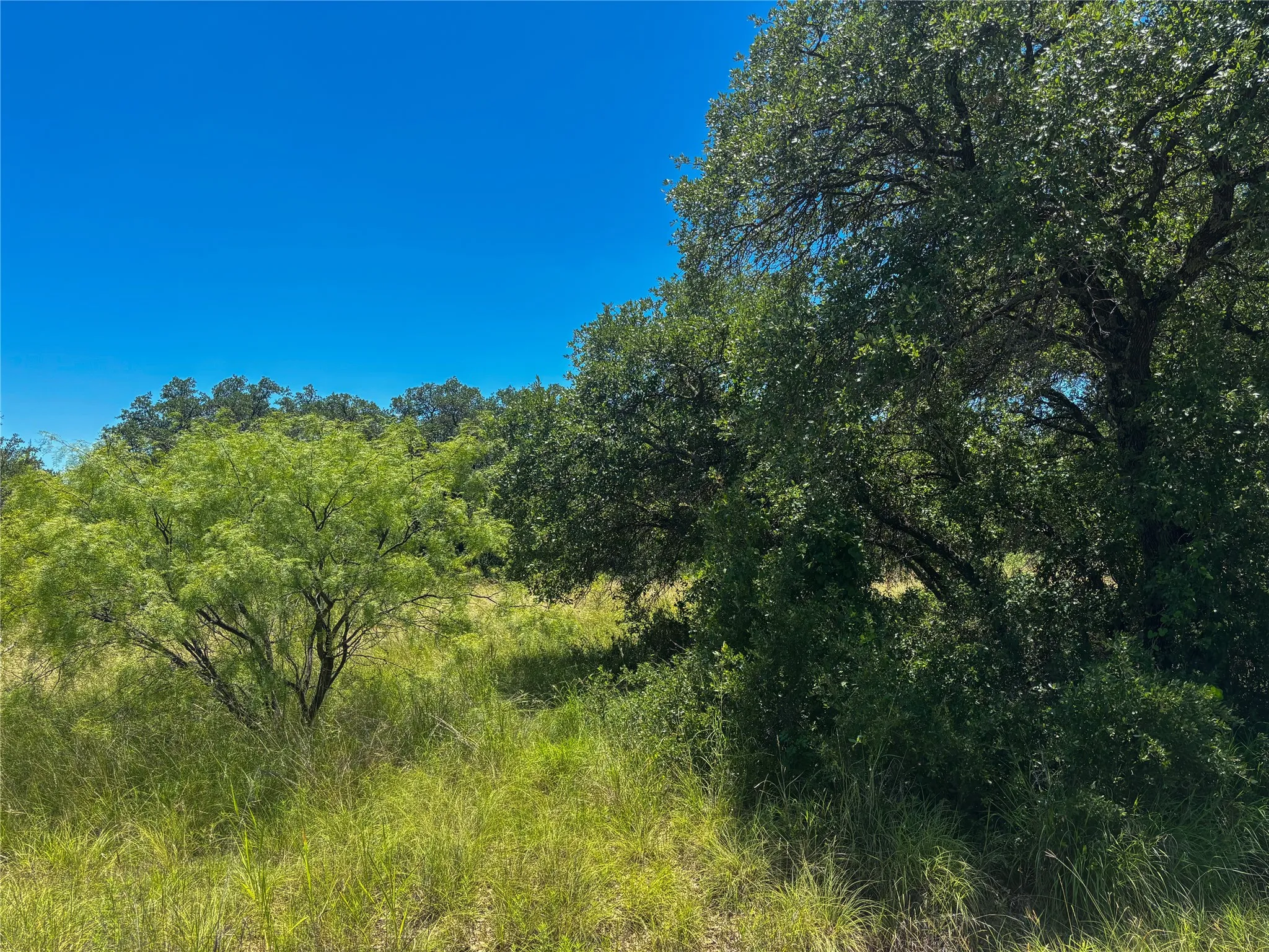 Expansive wooded lot featuring mature trees and lush green vegetation under a clear blue sky